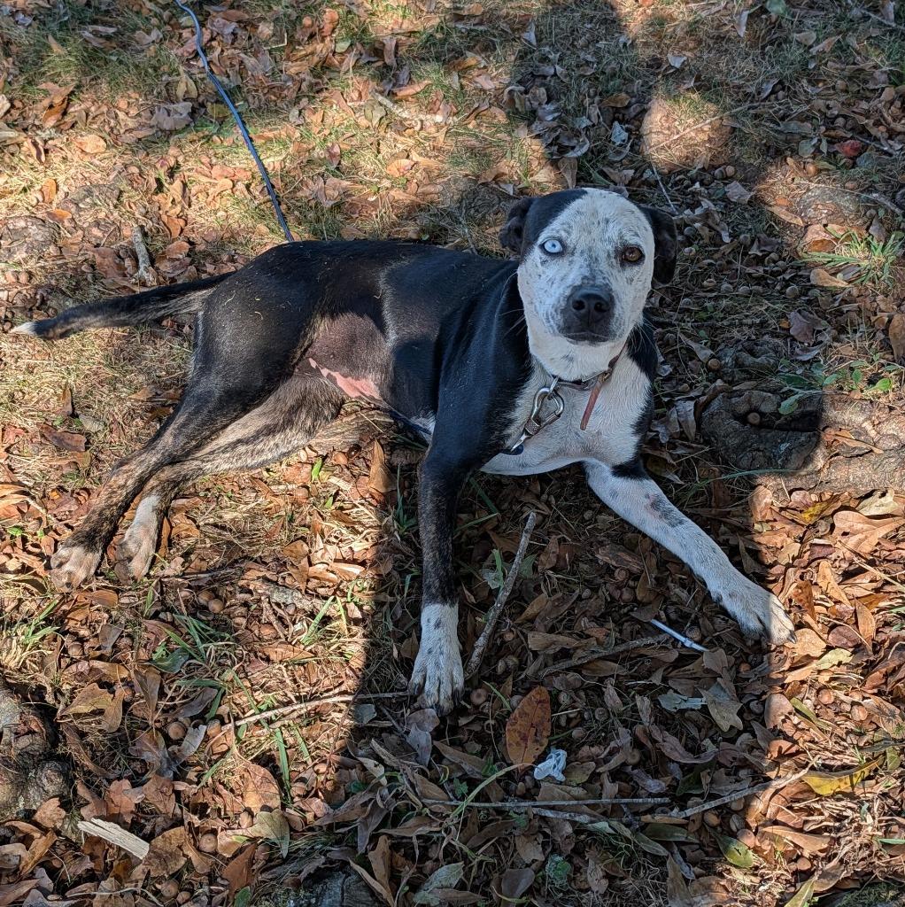 Freckles (Courtesy Post), Adoptable, Young Female Australian Cattle Dog / Blue Heeler & Cattle Dog.