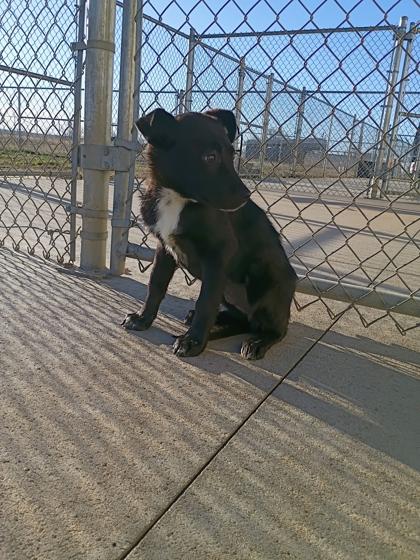 Enlarge Sticker, a Adoptable mixed breed in Beatrice, NE image 1/2