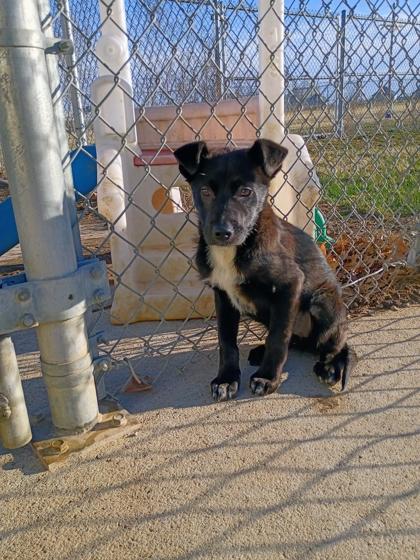 Enlarge Sticker, a Adoptable mixed breed in Beatrice, NE image 2/2