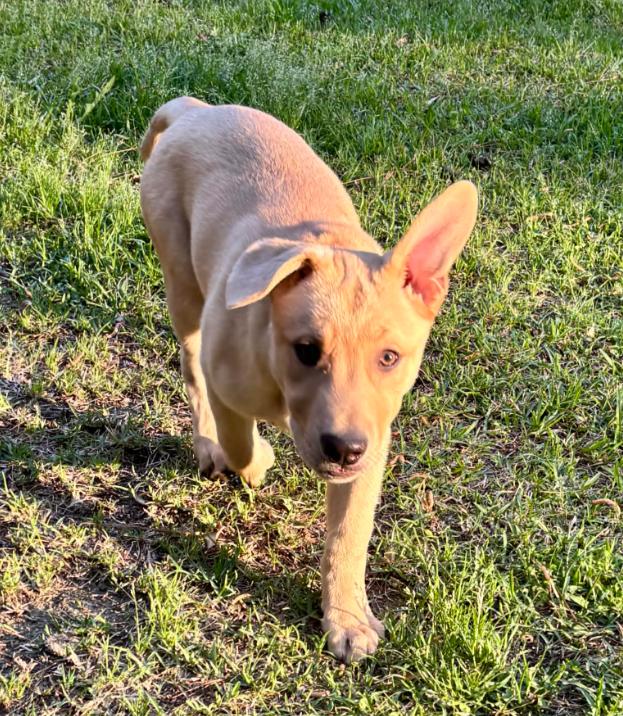 Frank, an adopted mixed breed in Eutawville, SC image 2/6