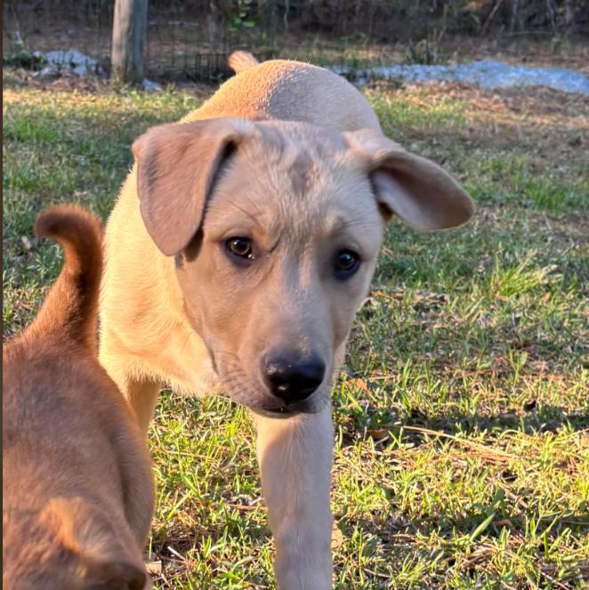Frank, an adopted mixed breed in Eutawville, SC image 1/6