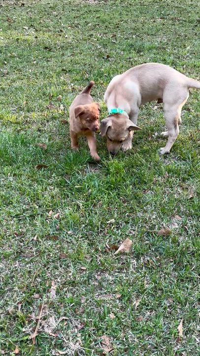 Enlarge Frank, an adopted mixed breed in Eutawville, SC video 6/6