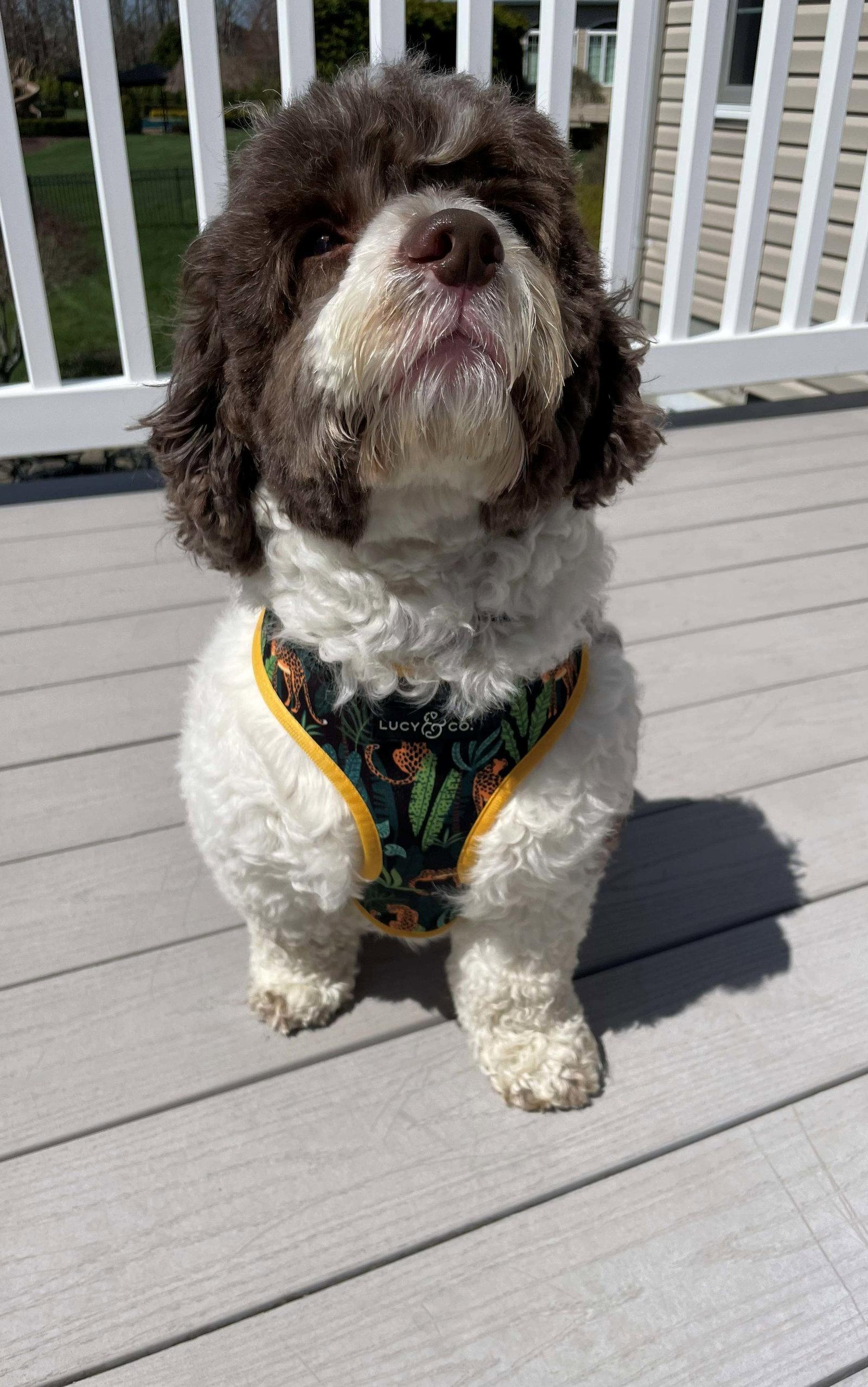 Rocky, Adoptable, Adult Male Poodle.