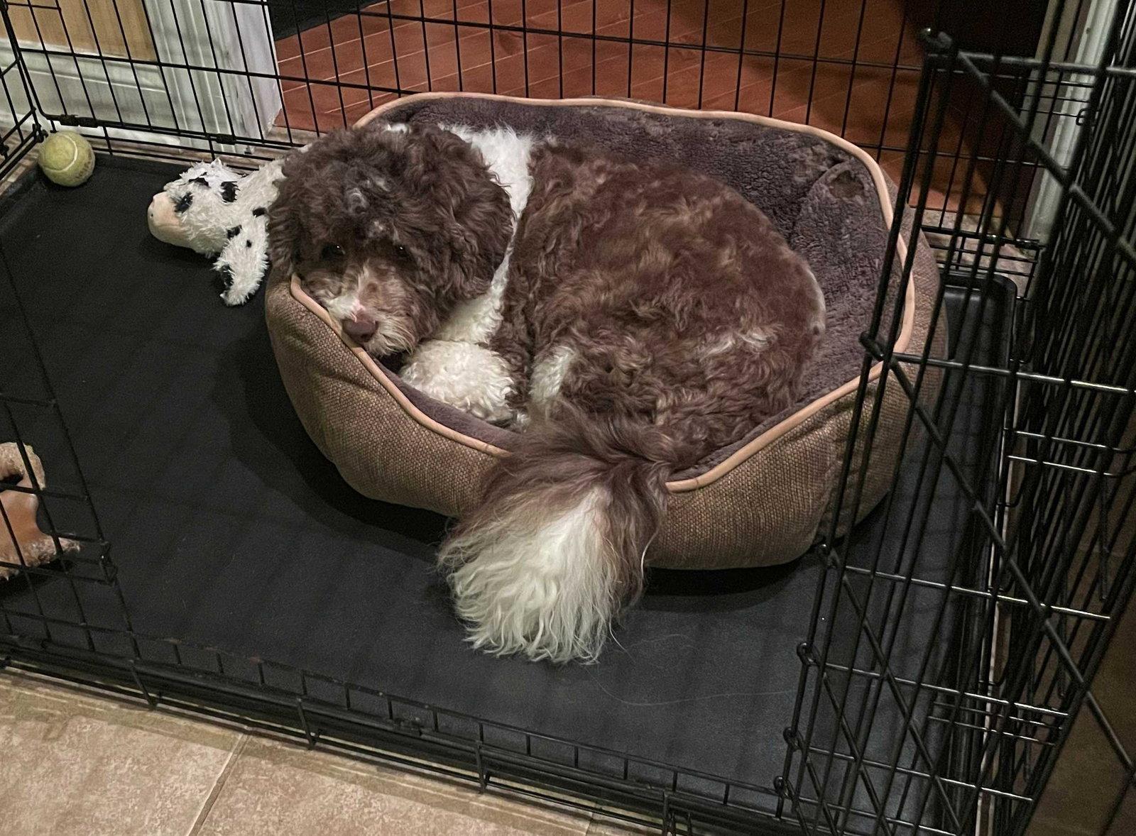 Enlarge Rocky, a Adoptable Poodle in Cliffwood, NJ image 3/3