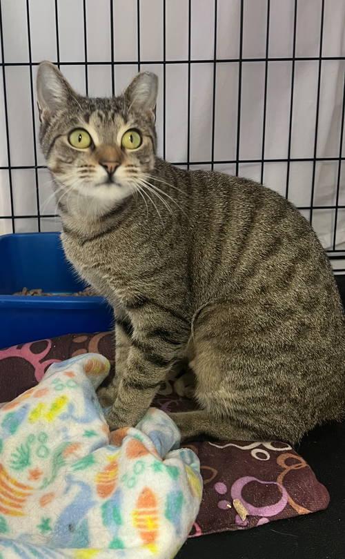 Leahwillow Grove thumbnail 3