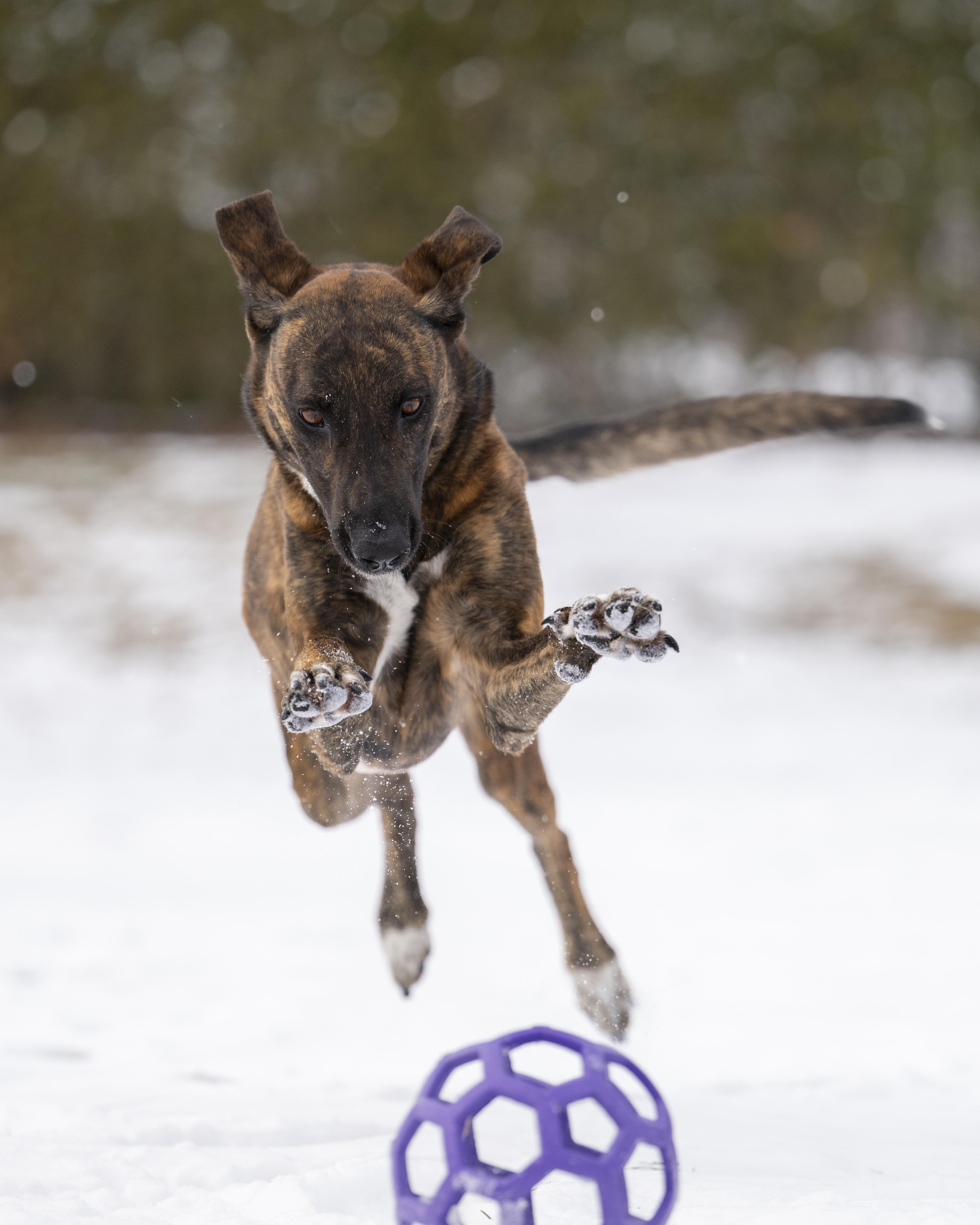 Camila, an adopted mixed breed in Ottawa, ON image 3/6
