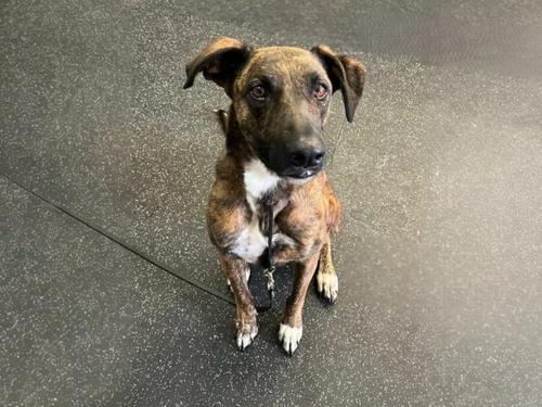 Camila, adopted, Adult Female Shepherd & Tennessee Treeing Brindle.