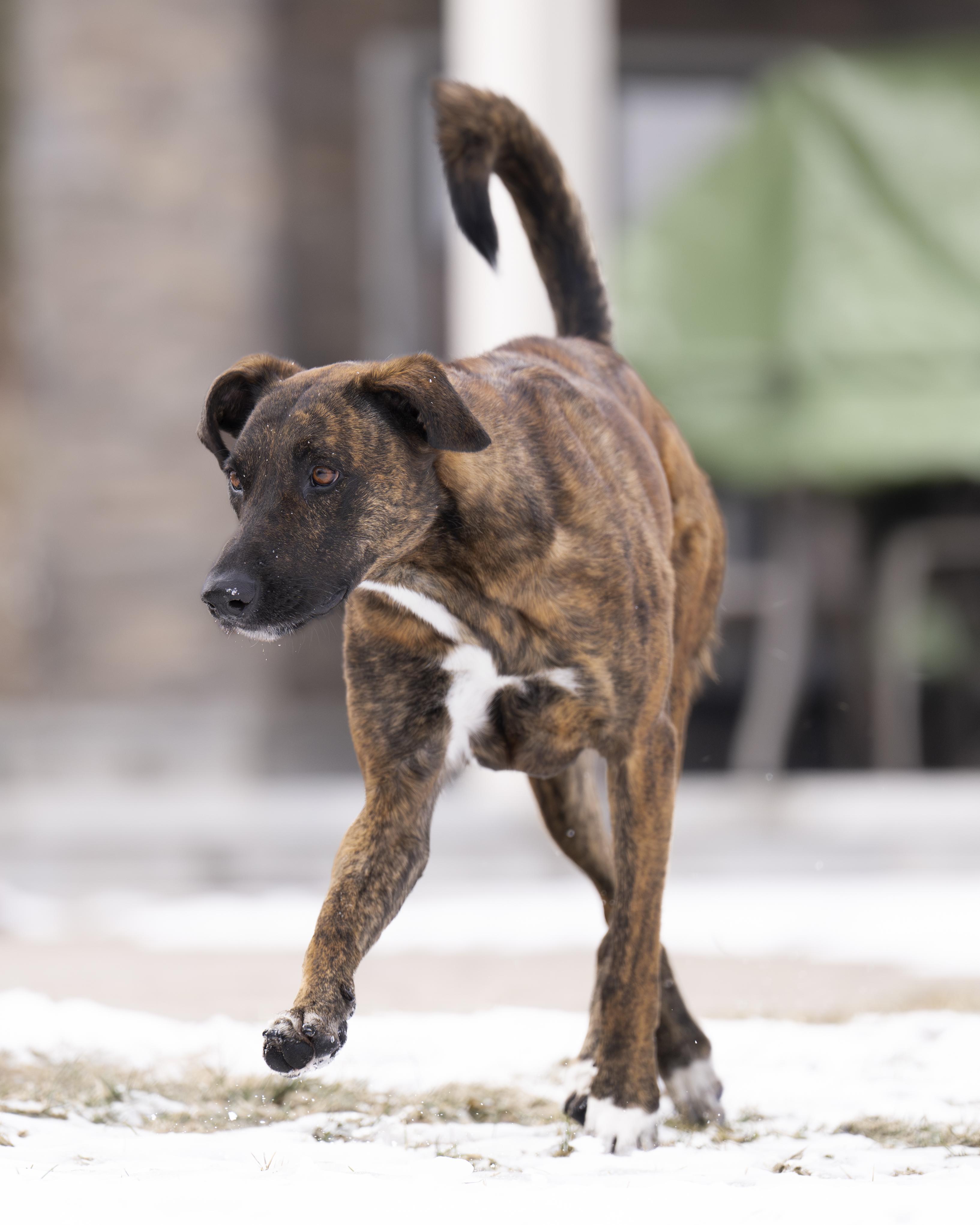 Camila, an adopted mixed breed in Ottawa, ON image 5/6