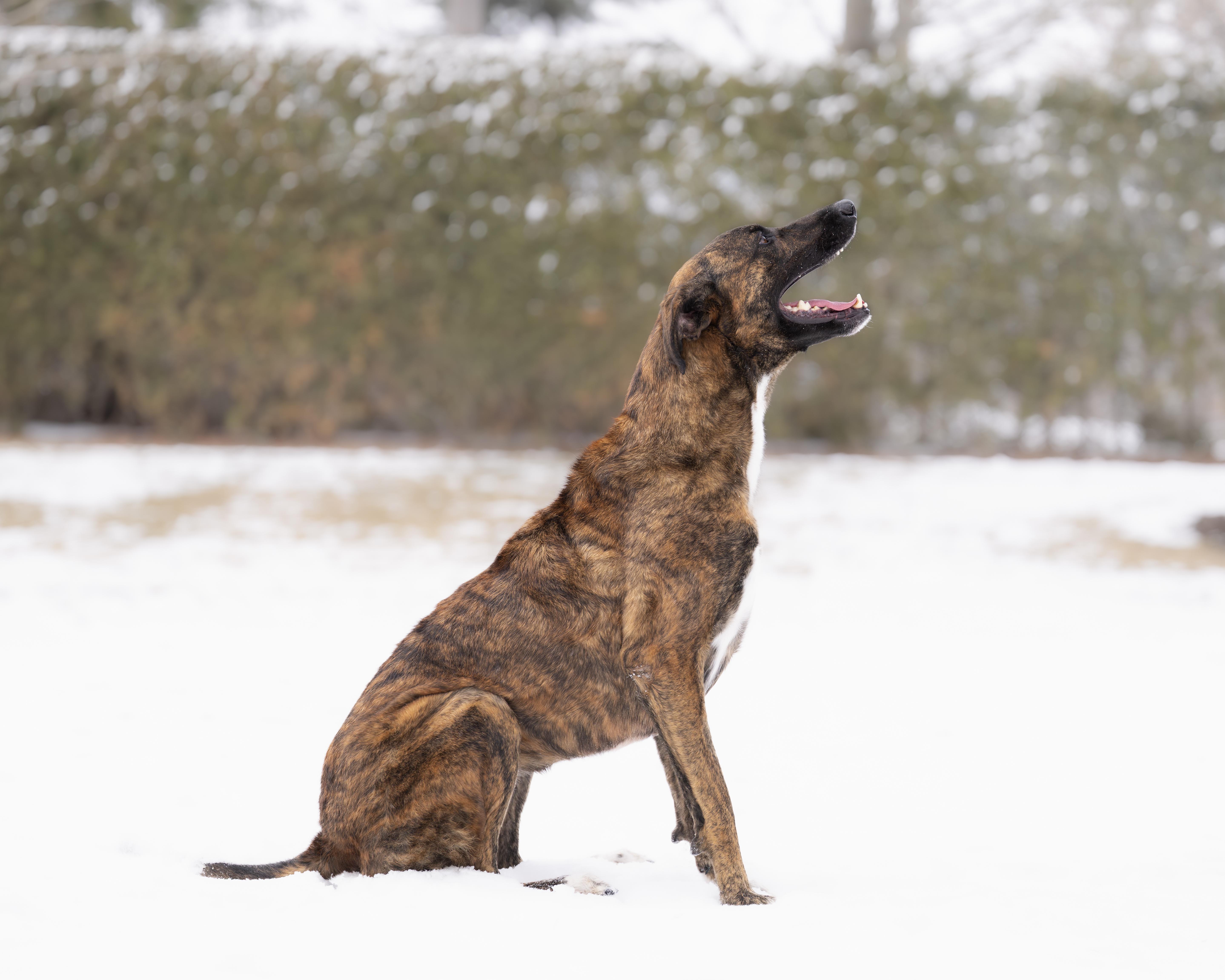 Camila, an adopted mixed breed in Ottawa, ON image 4/6