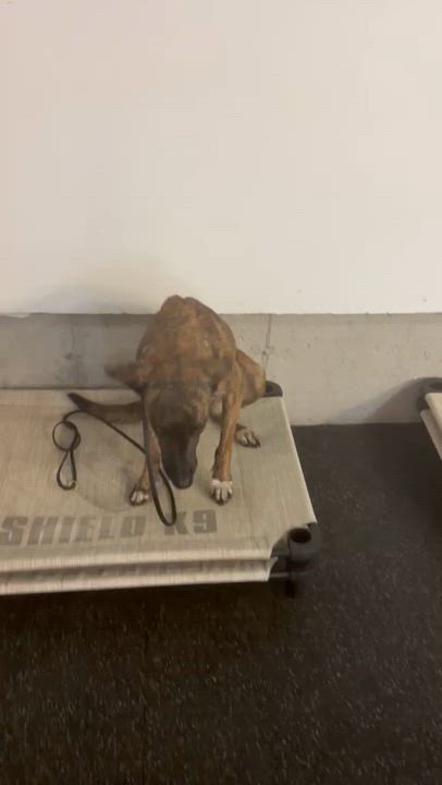 Enlarge Camila, an adopted mixed breed in Ottawa, ON video 6/6