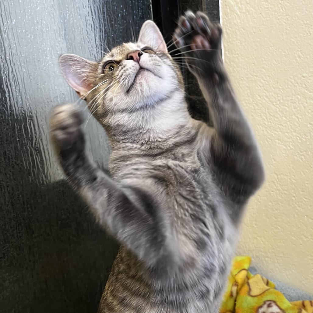 Enlarge Misty, a Adoptable Domestic Short Hair in Yucca Valley, CA image 1/5