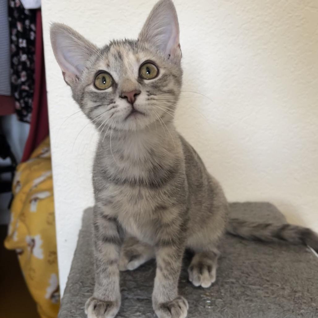 Enlarge Misty, a Adoptable Domestic Short Hair in Yucca Valley, CA image 2/5