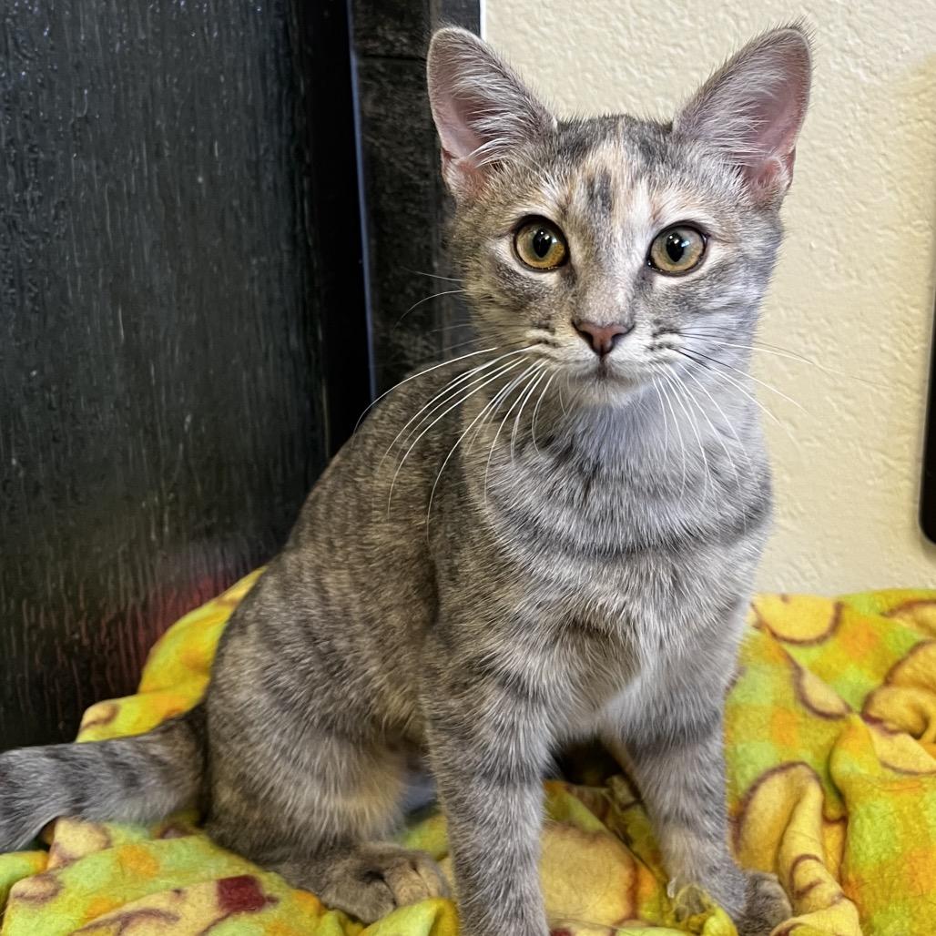 Enlarge Misty, a Adoptable Domestic Short Hair in Yucca Valley, CA image 3/5