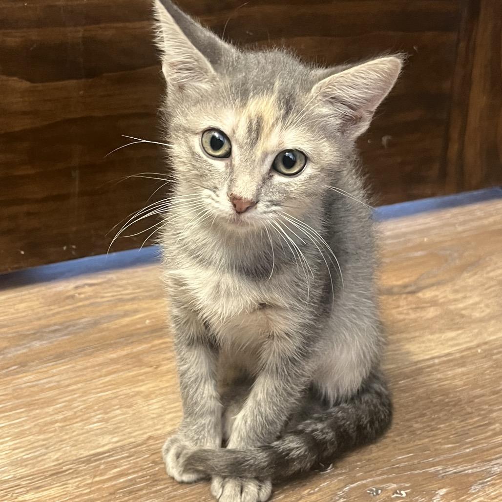 Enlarge Misty, a Adoptable Domestic Short Hair in Yucca Valley, CA image 4/5