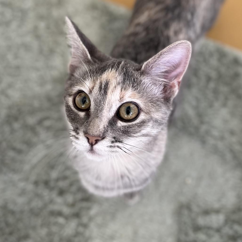 Enlarge Misty, a Adoptable Domestic Short Hair in Yucca Valley, CA image 5/5