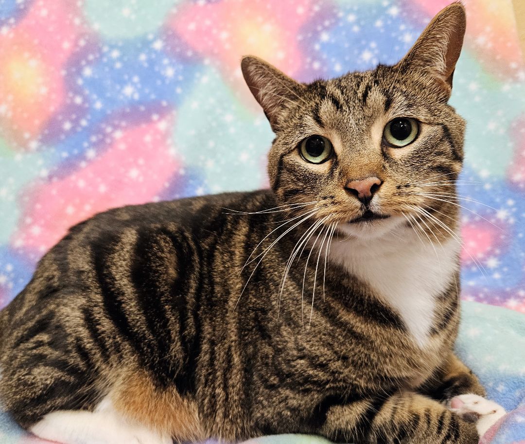 Frankie - Rancho Cucamonga PetSmart 3