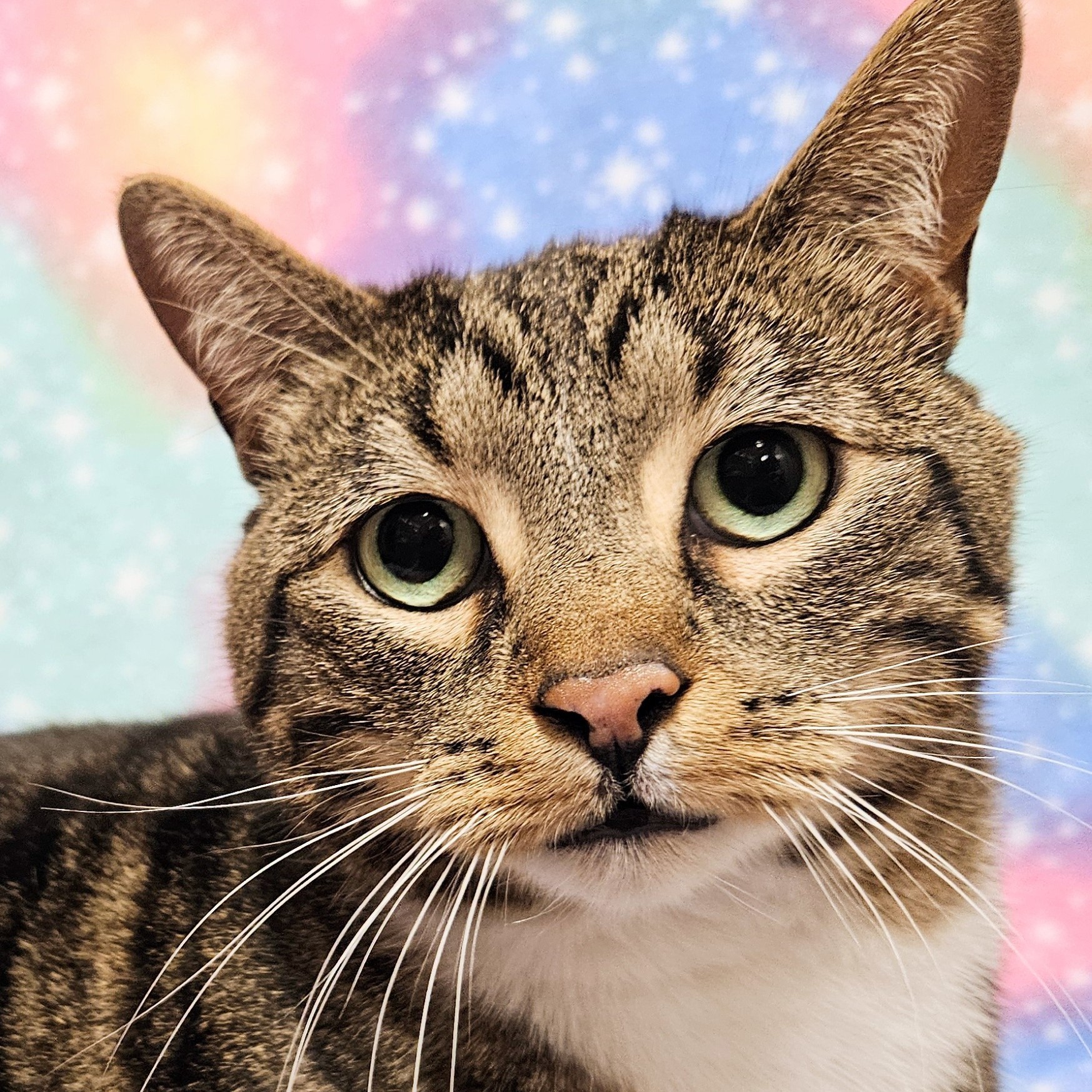 Frankie - Rancho Cucamonga PetSmart 1
