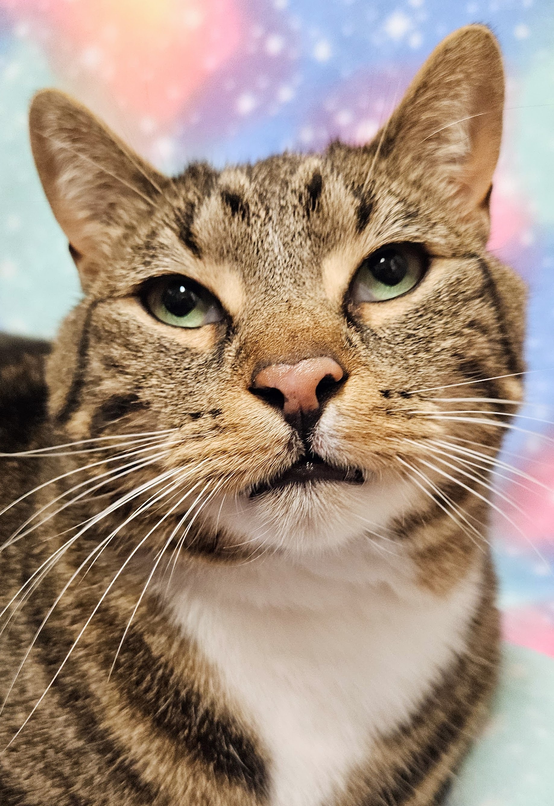Frankie - Rancho Cucamonga PetSmart 2