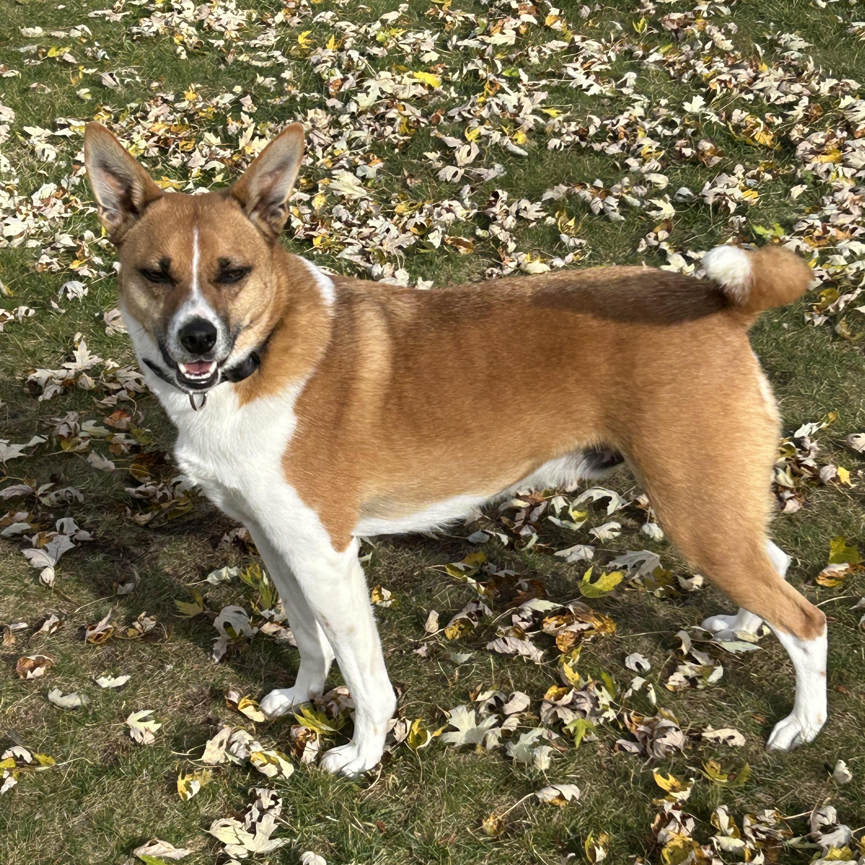 GUNNER, a Adoptable mixed breed in Union Grove, WI image 2/6