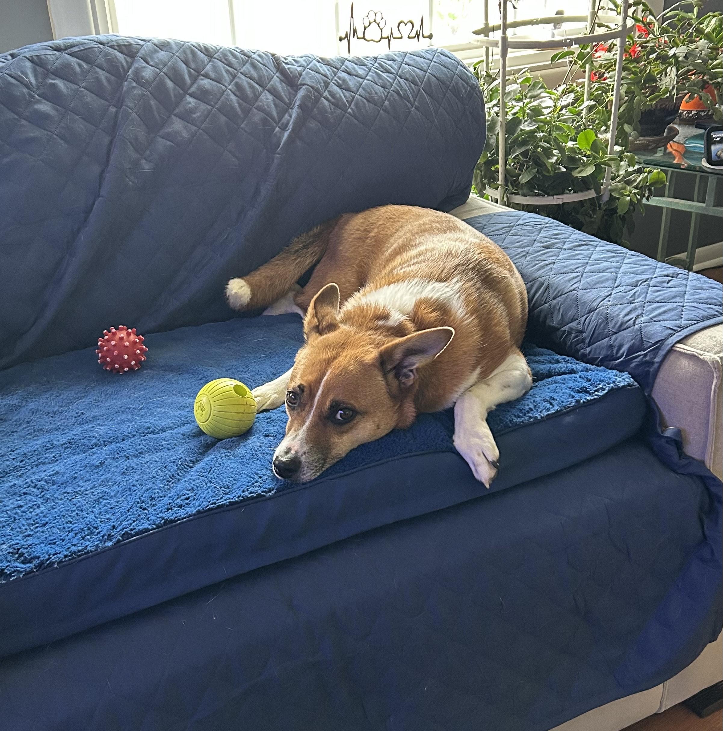 GUNNER, Adoptable, Young Male Anatolian Shepherd.