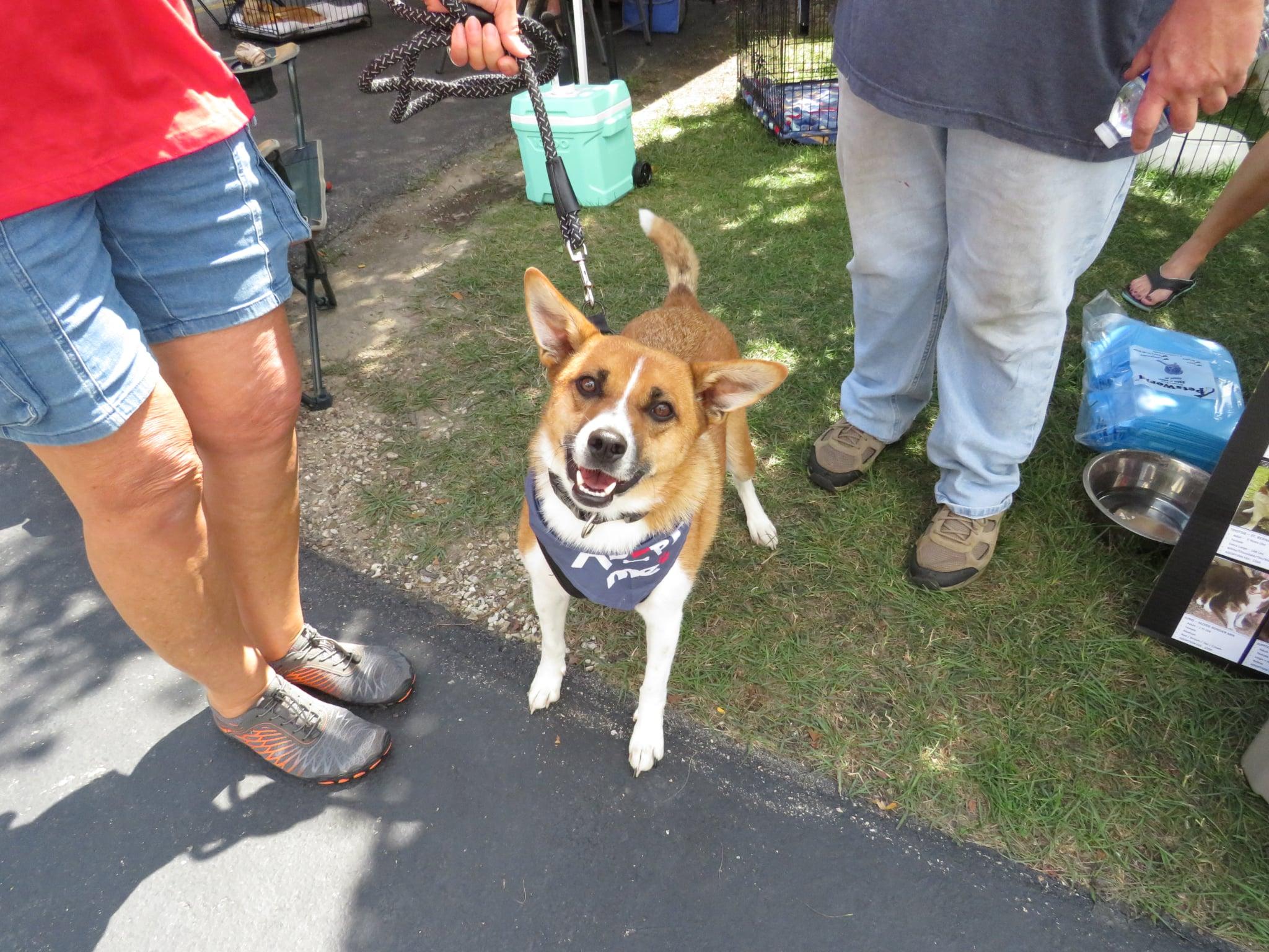 GUNNER, a Adoptable mixed breed in Union Grove, WI image 6/6