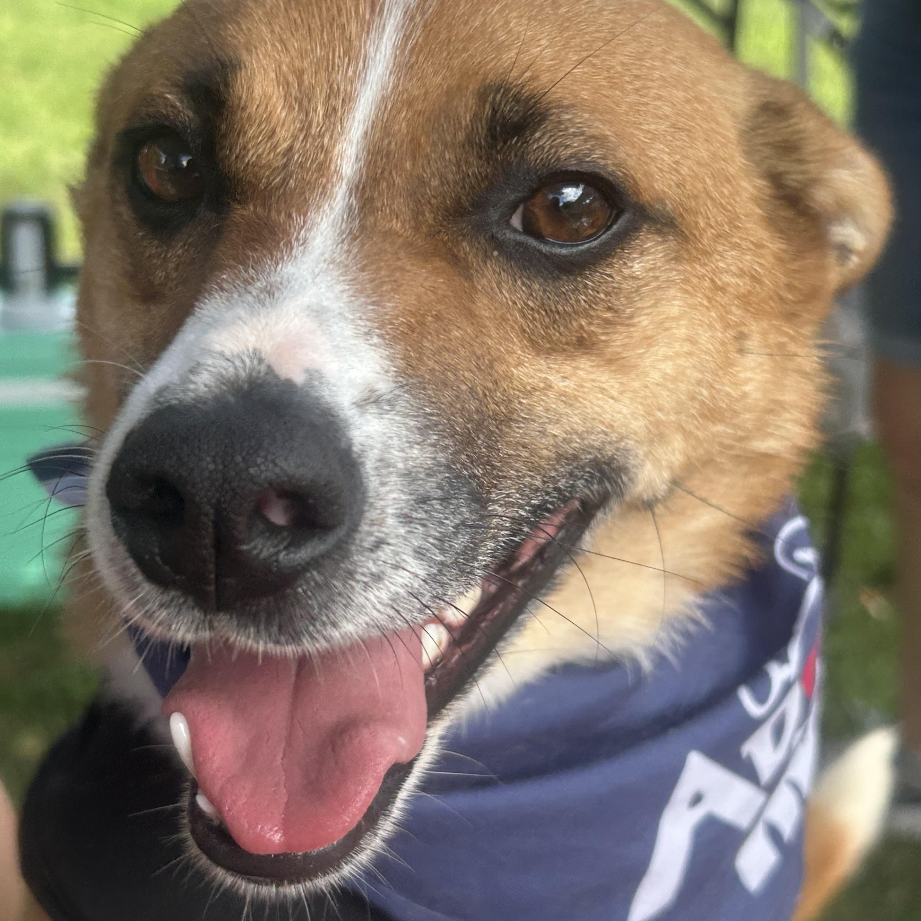 GUNNER, a Adoptable mixed breed in Union Grove, WI image 5/6