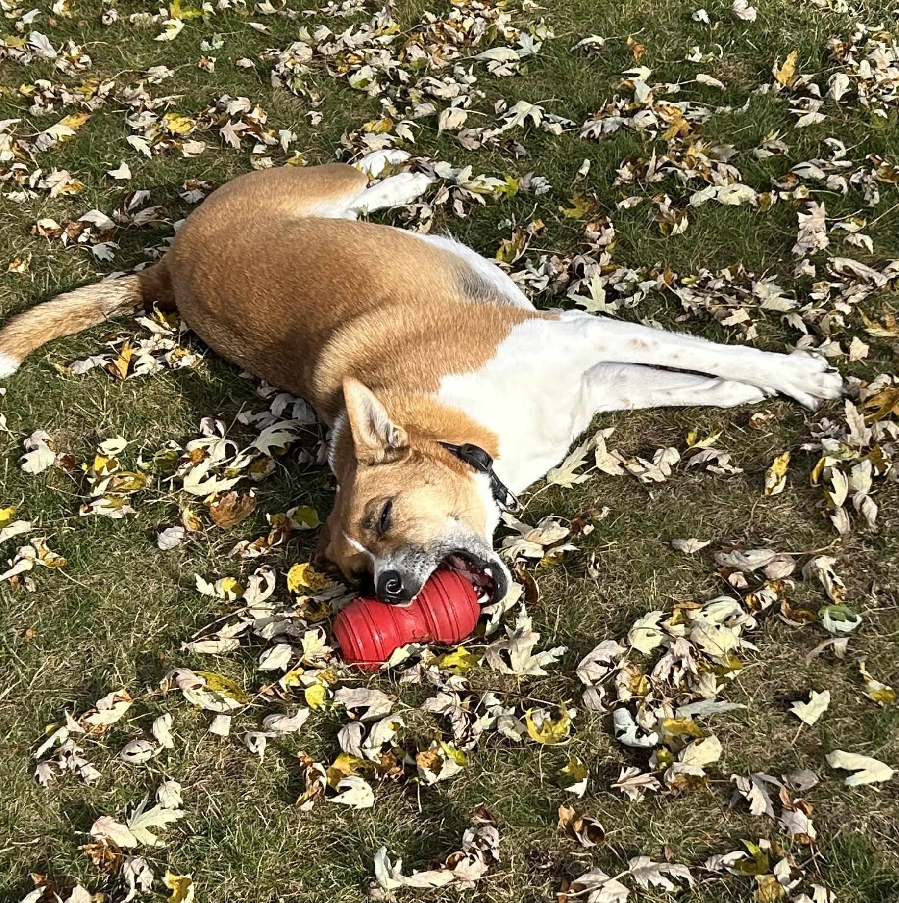 GUNNER, a Adoptable mixed breed in Union Grove, WI image 4/6