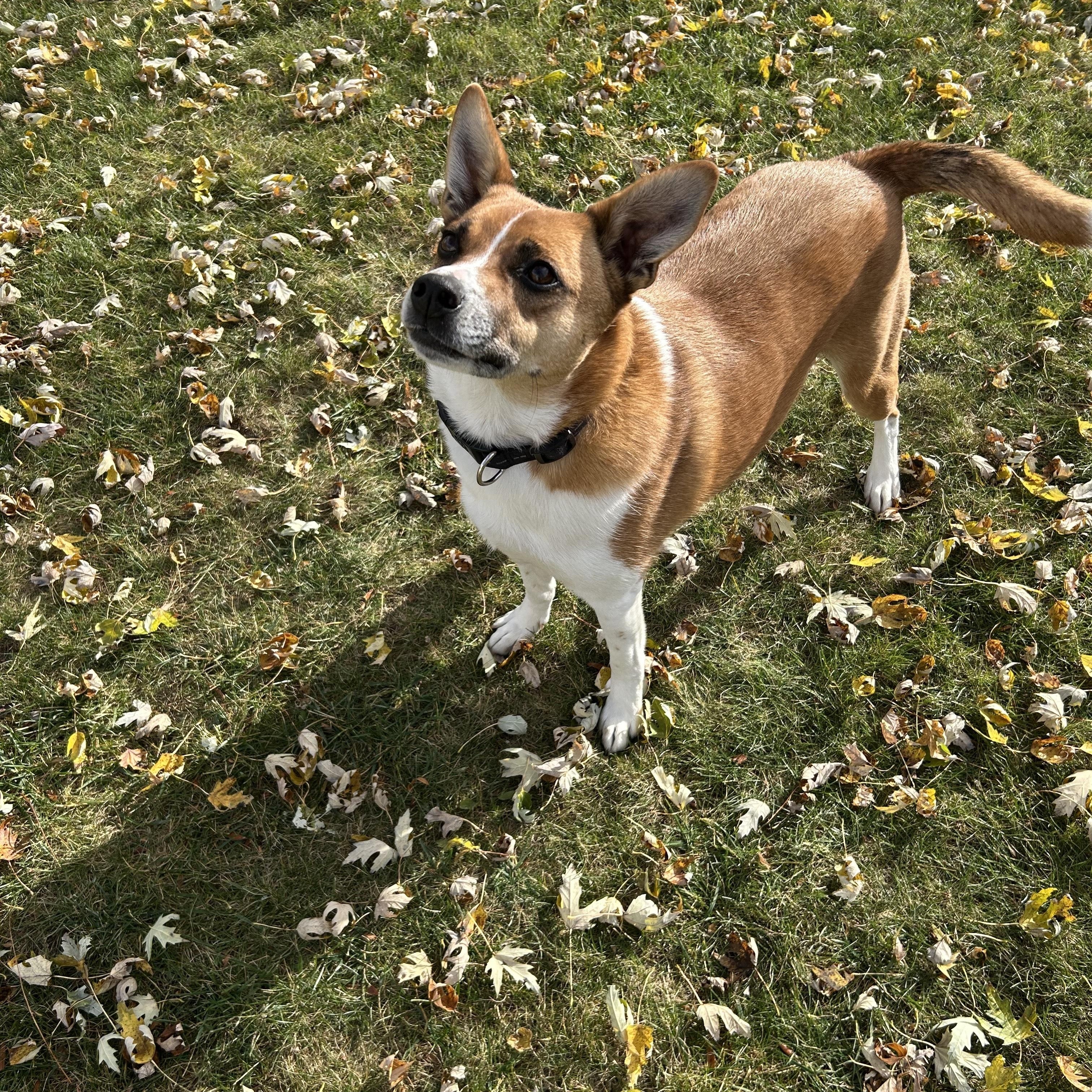 GUNNER, a Adoptable mixed breed in Union Grove, WI image 3/6