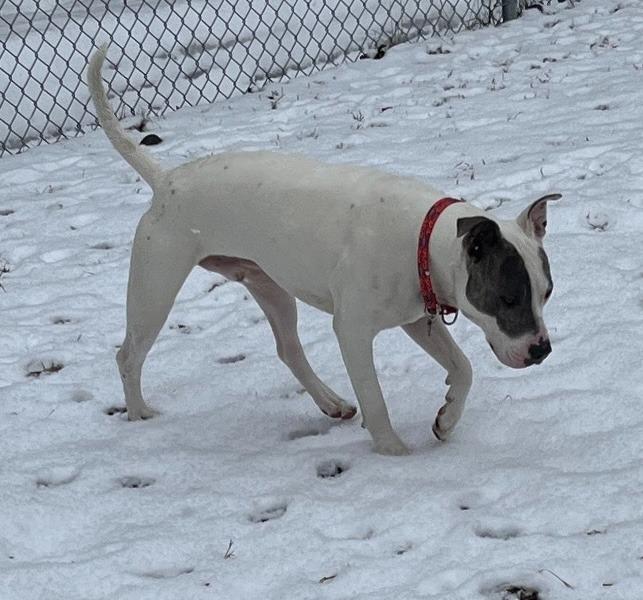 Enlarge Petey, a Adoptable mixed breed in Lunenburg, VT image 1/3