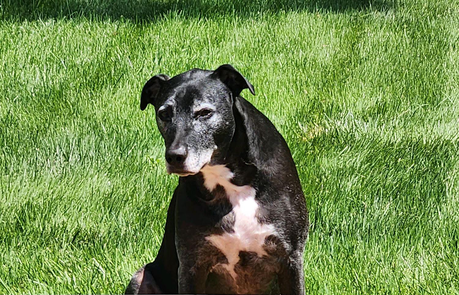 Enlarge Ziggy, a Adoptable Hound in Waldorf, MD image 1/2