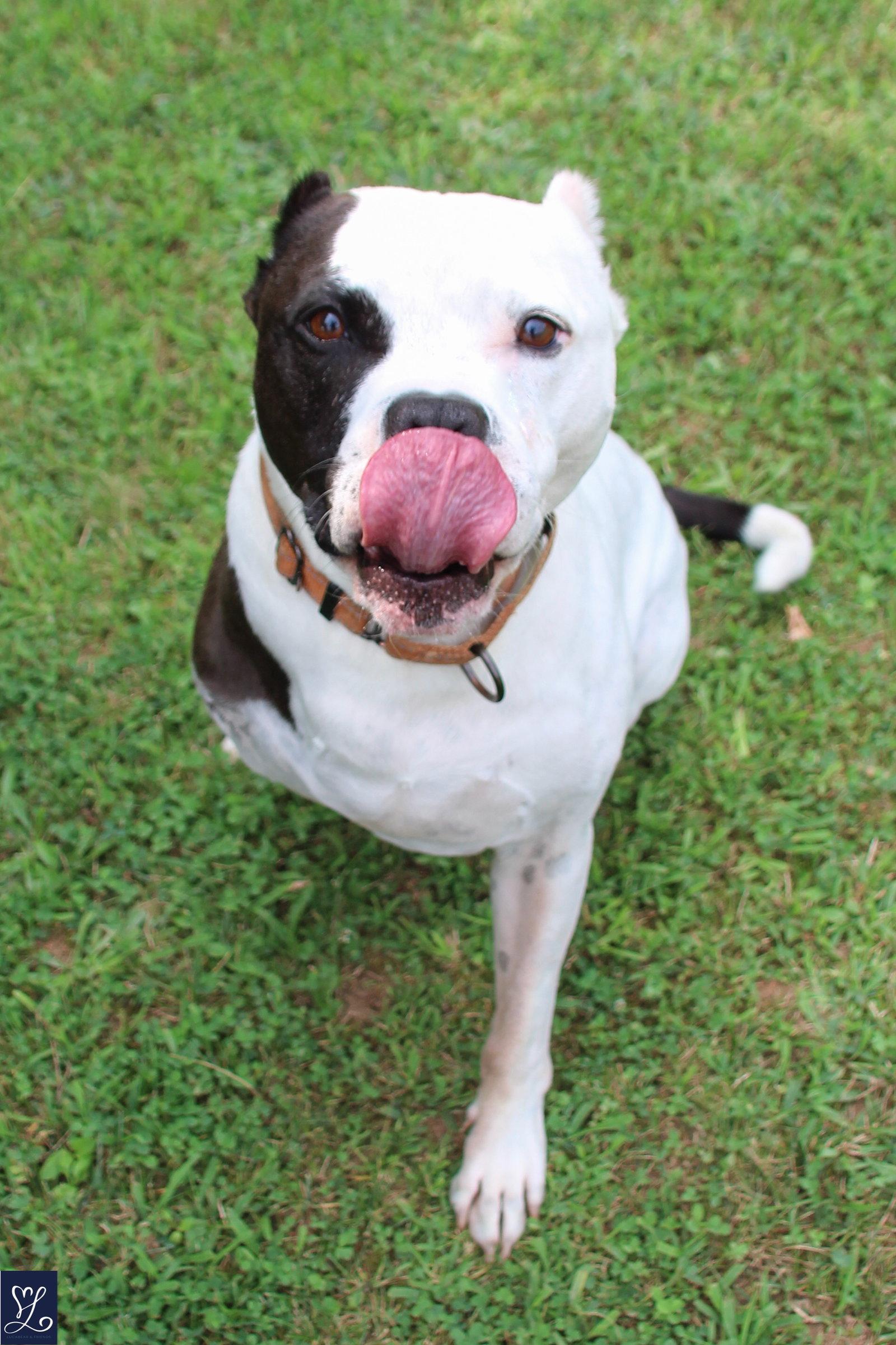 Buddy 2, Adoptable, Senior Male Pit Bull Terrier.