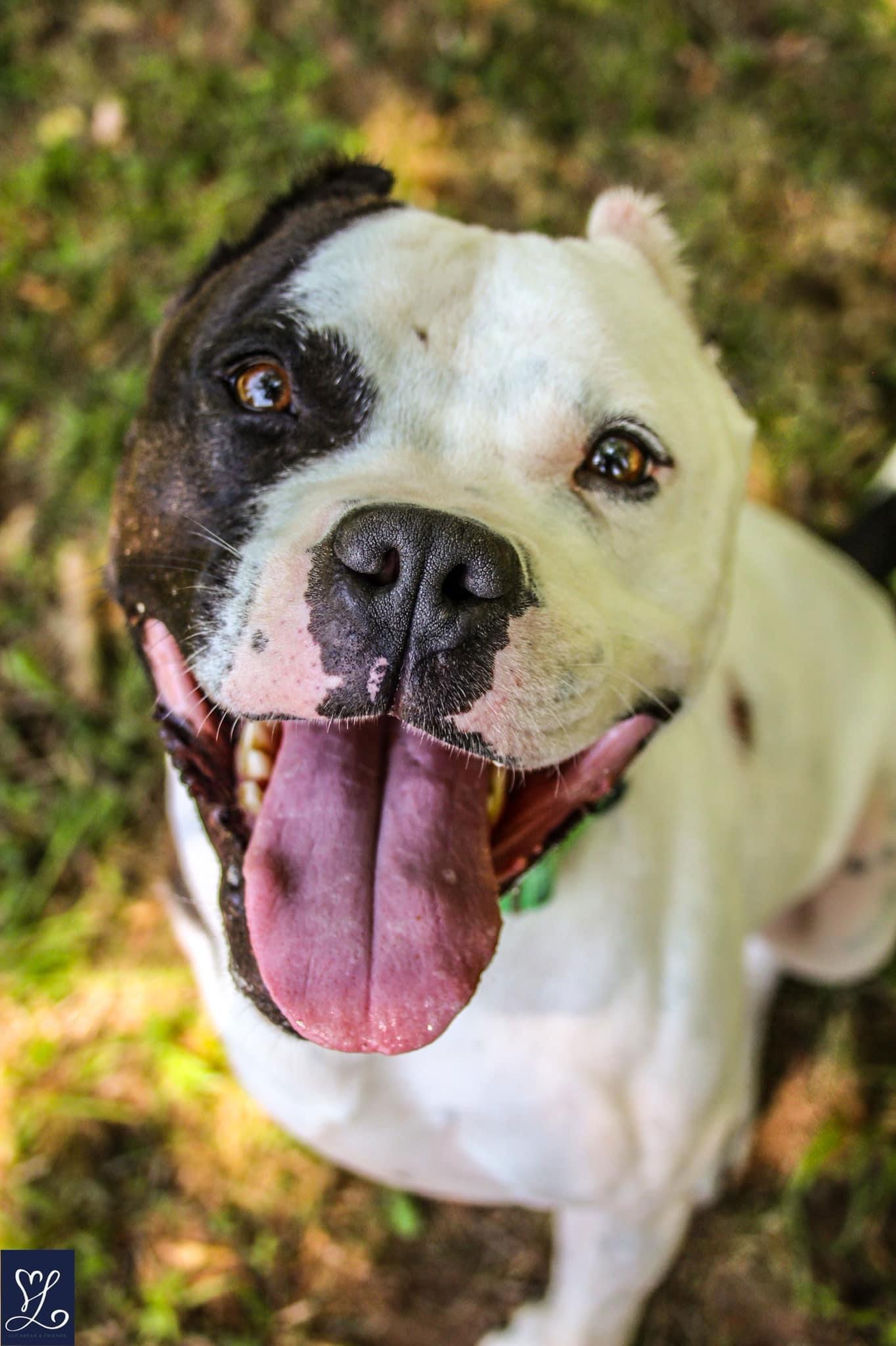 Buddy 2, Adoptable, Adult Male Pit Bull Terrier.