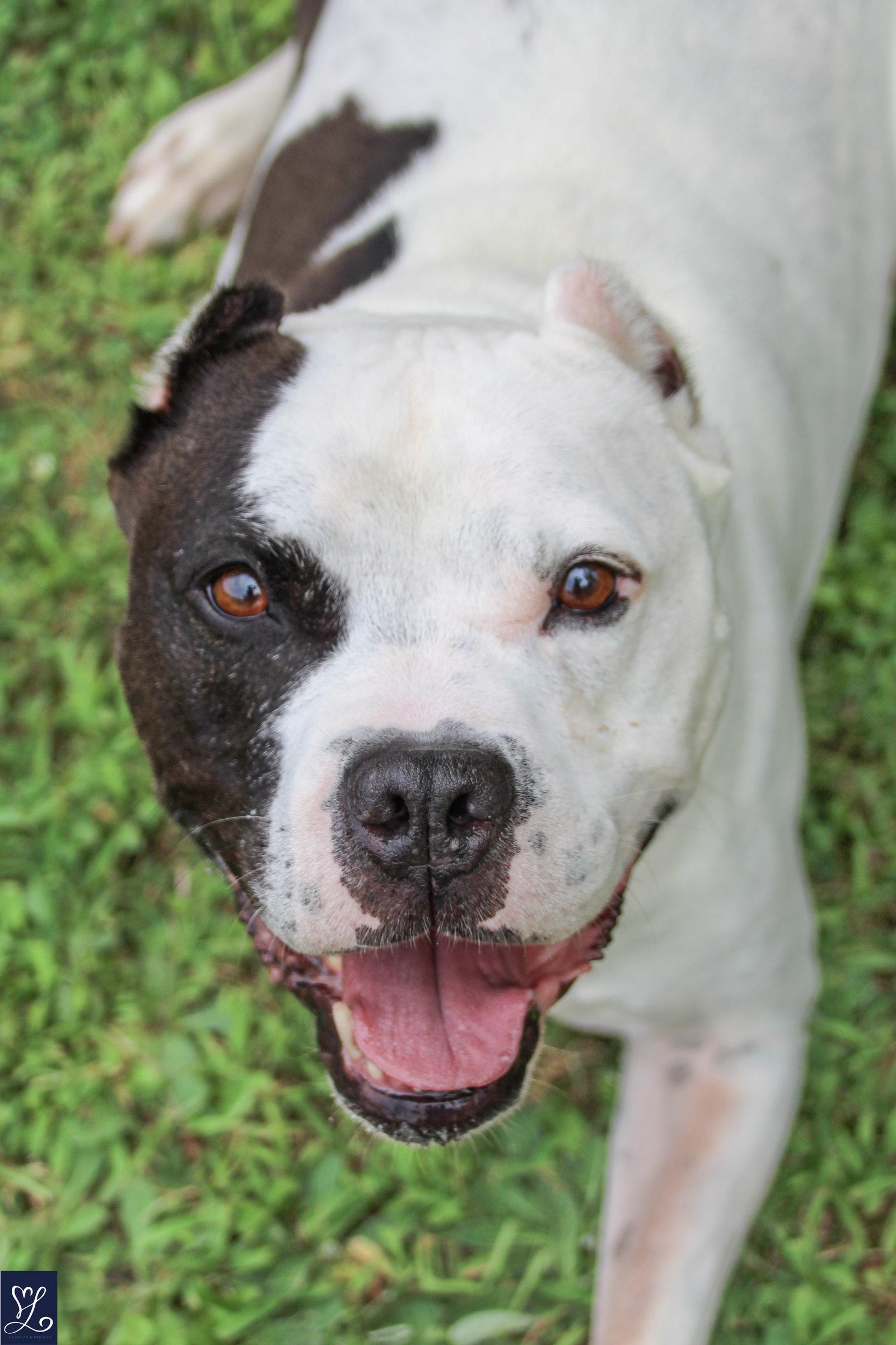Buddy 2, a Adoptable Pit Bull Terrier in Lockport, NY image 2/3