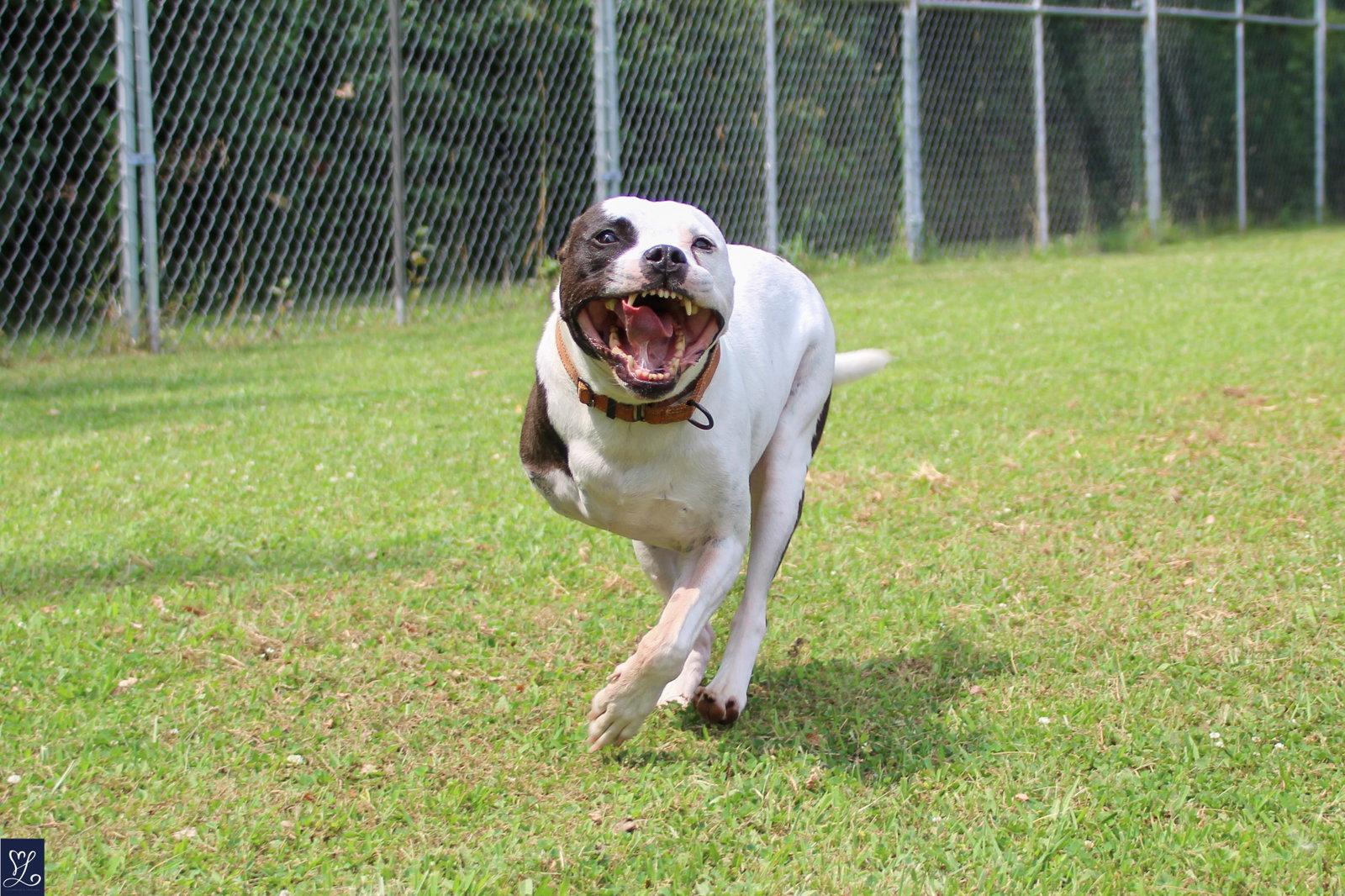 Buddy 2, Adoptable, Adult Male Pit Bull Terrier.