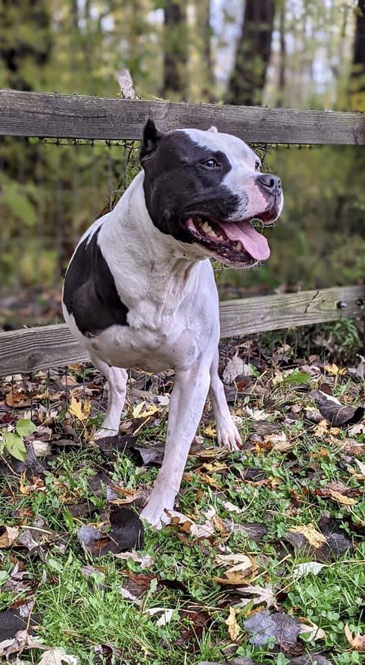 Enlarge Buddy 2, a Adoptable Pit Bull Terrier in Lockport, NY image 2/3