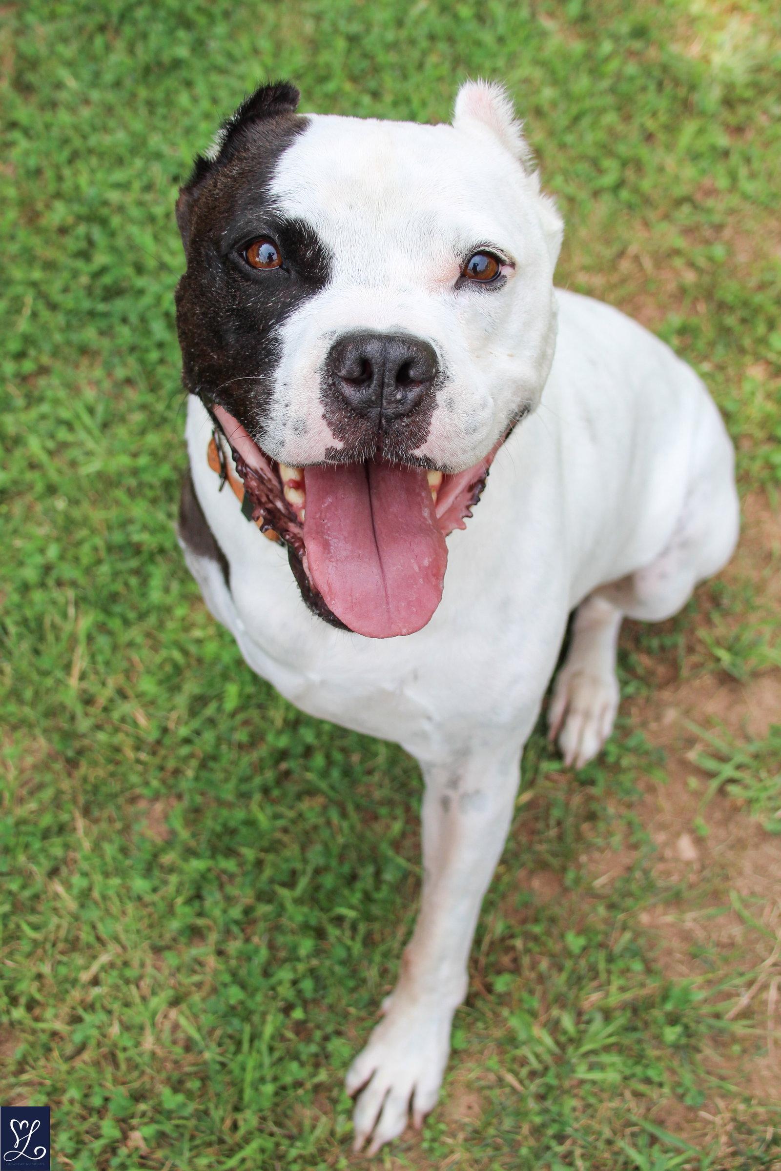 Buddy 2, a Adoptable Pit Bull Terrier in Lockport, NY image 2/3