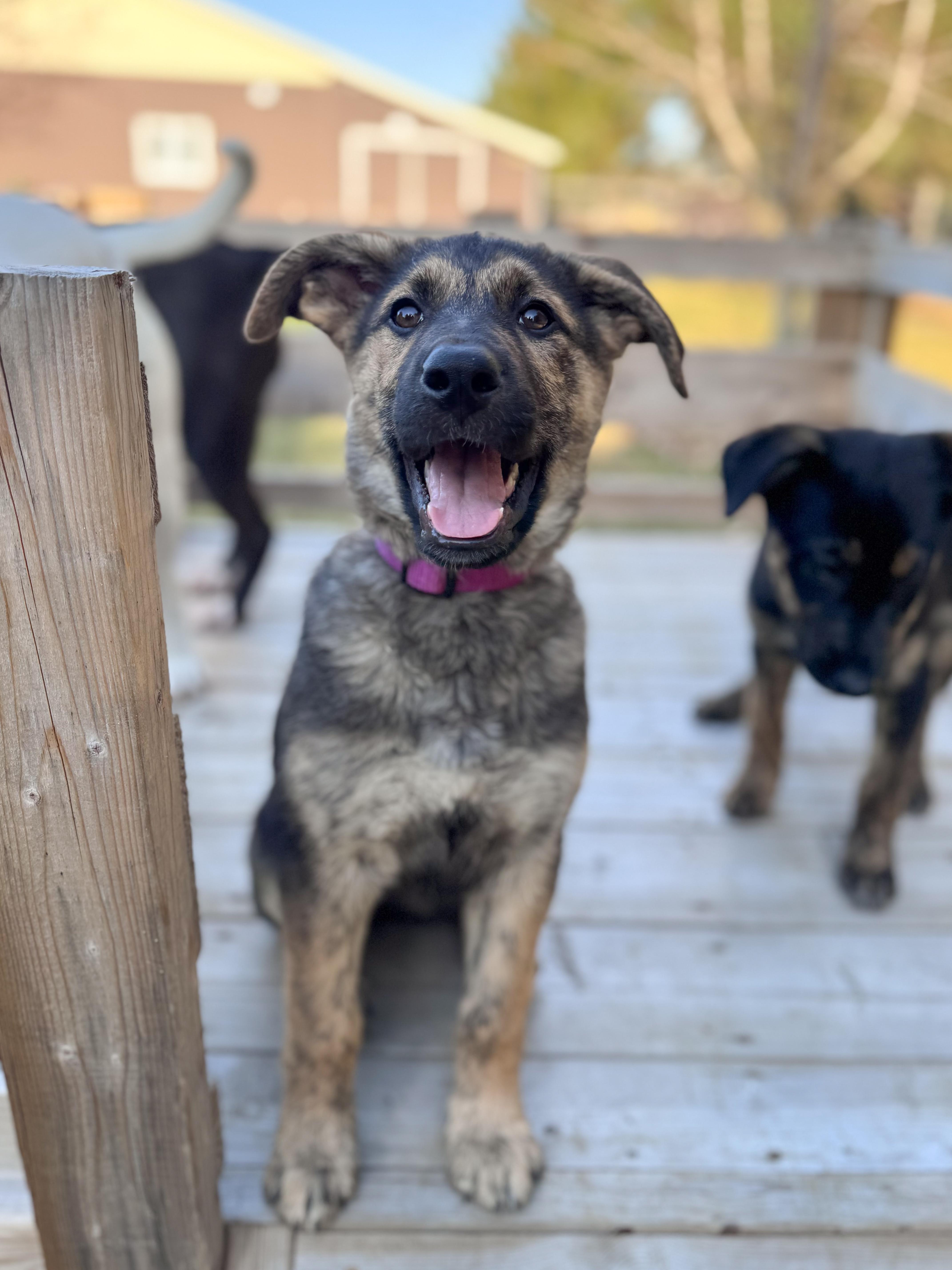 Melody, an adopted Mixed Breed in Chesterville, ON image 5/5