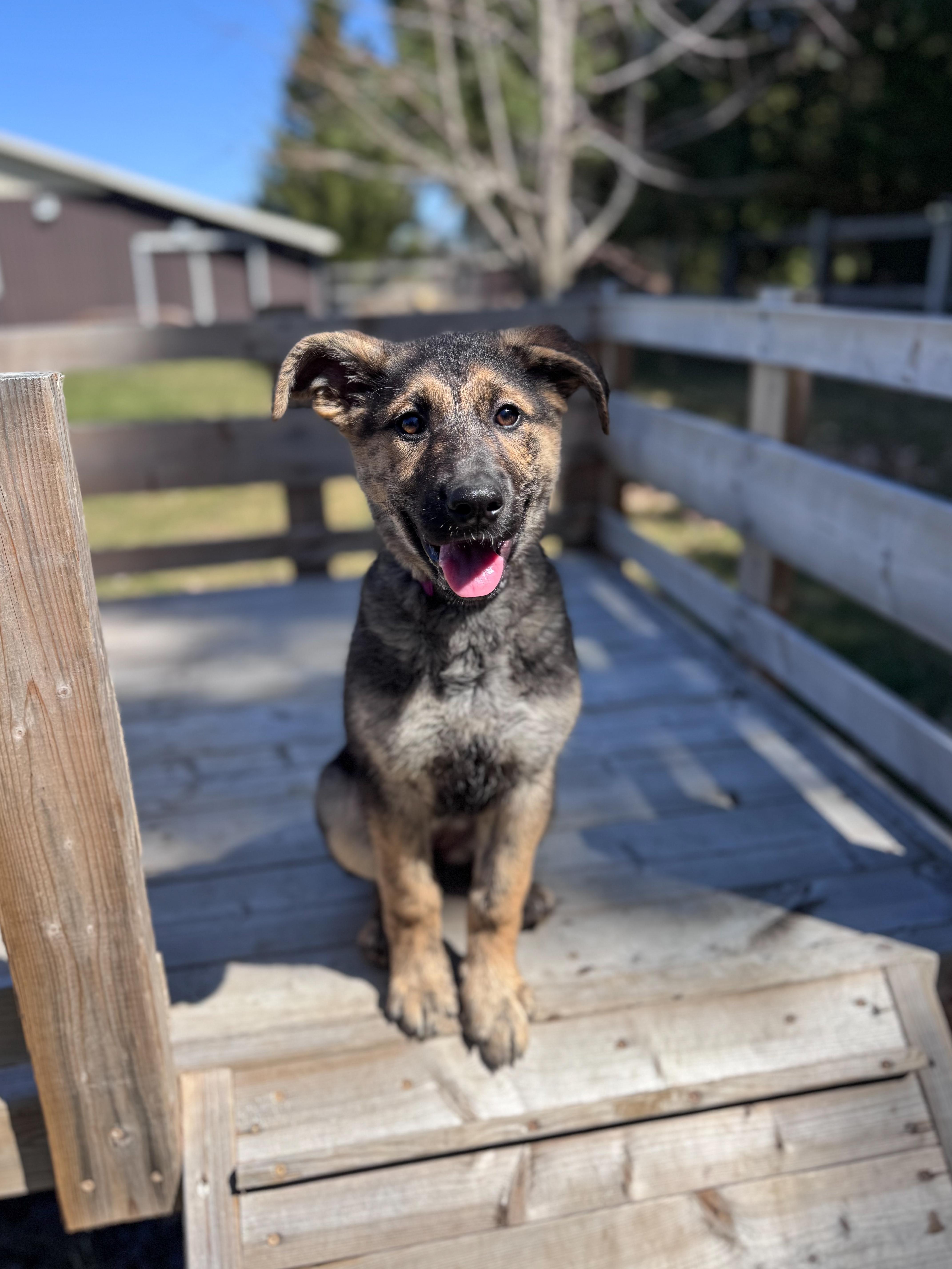 Melody, an adopted Mixed Breed in Chesterville, ON image 2/5