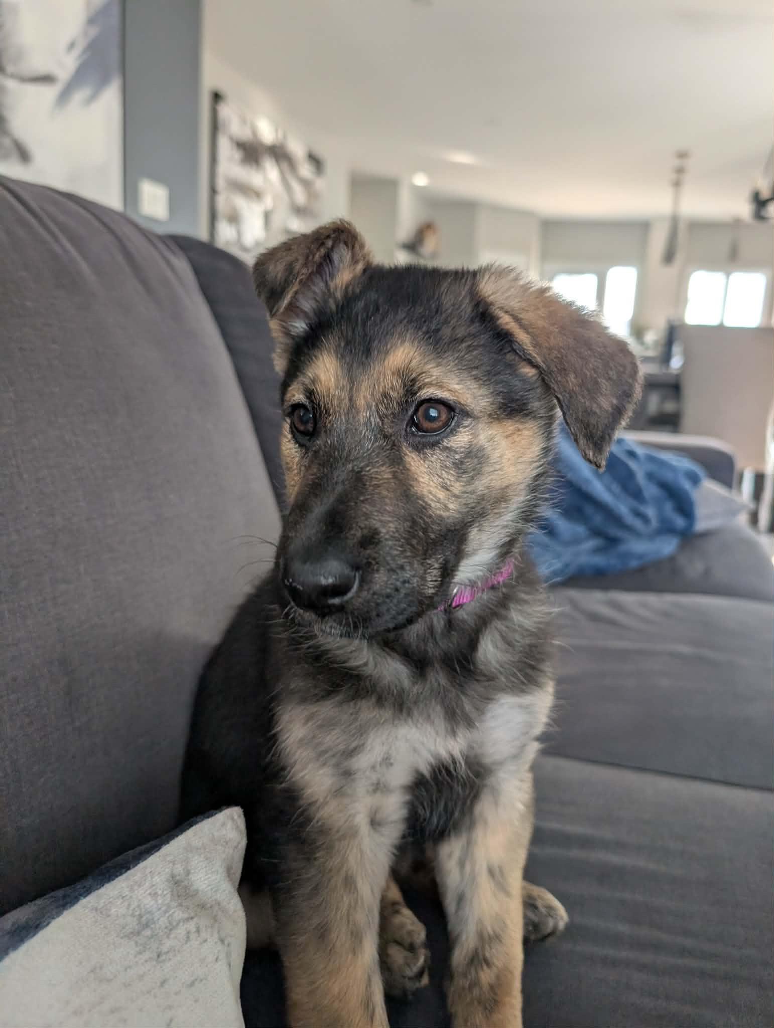 Melody, an adopted Mixed Breed in Chesterville, ON image 4/5