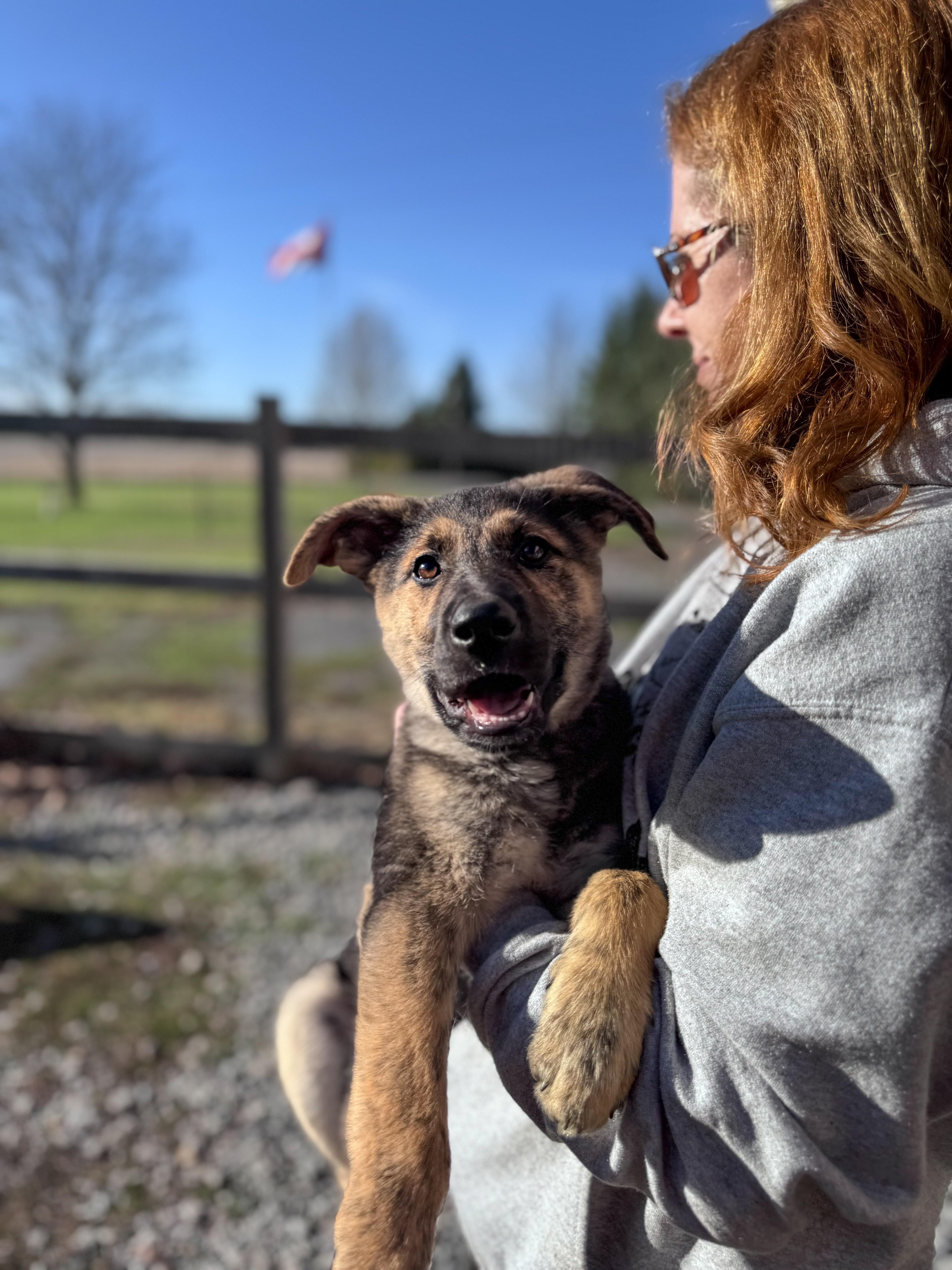 Melody, an adopted Mixed Breed in Chesterville, ON image 1/5