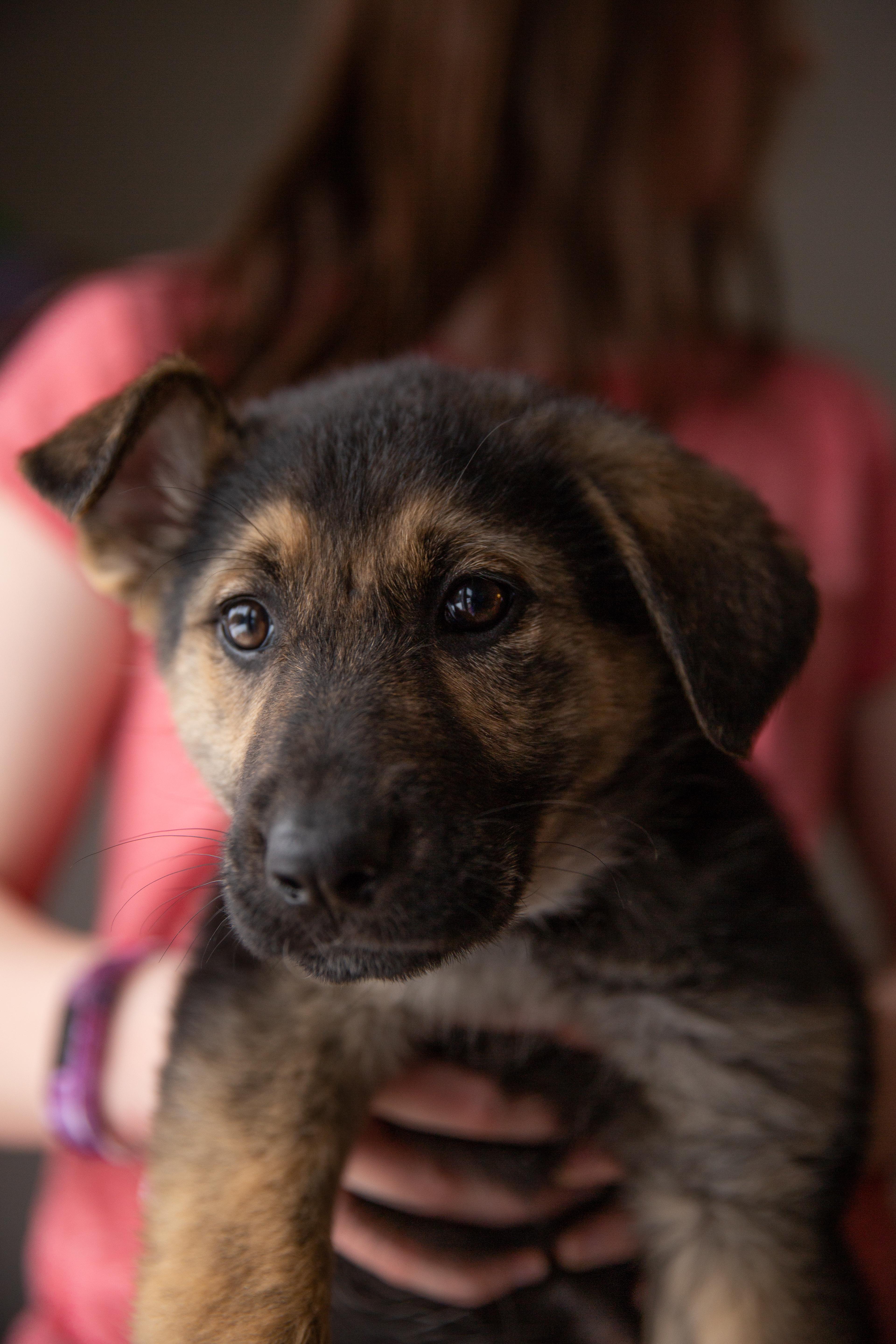 Melody, an adopted Mixed Breed in Chesterville, ON image 3/5
