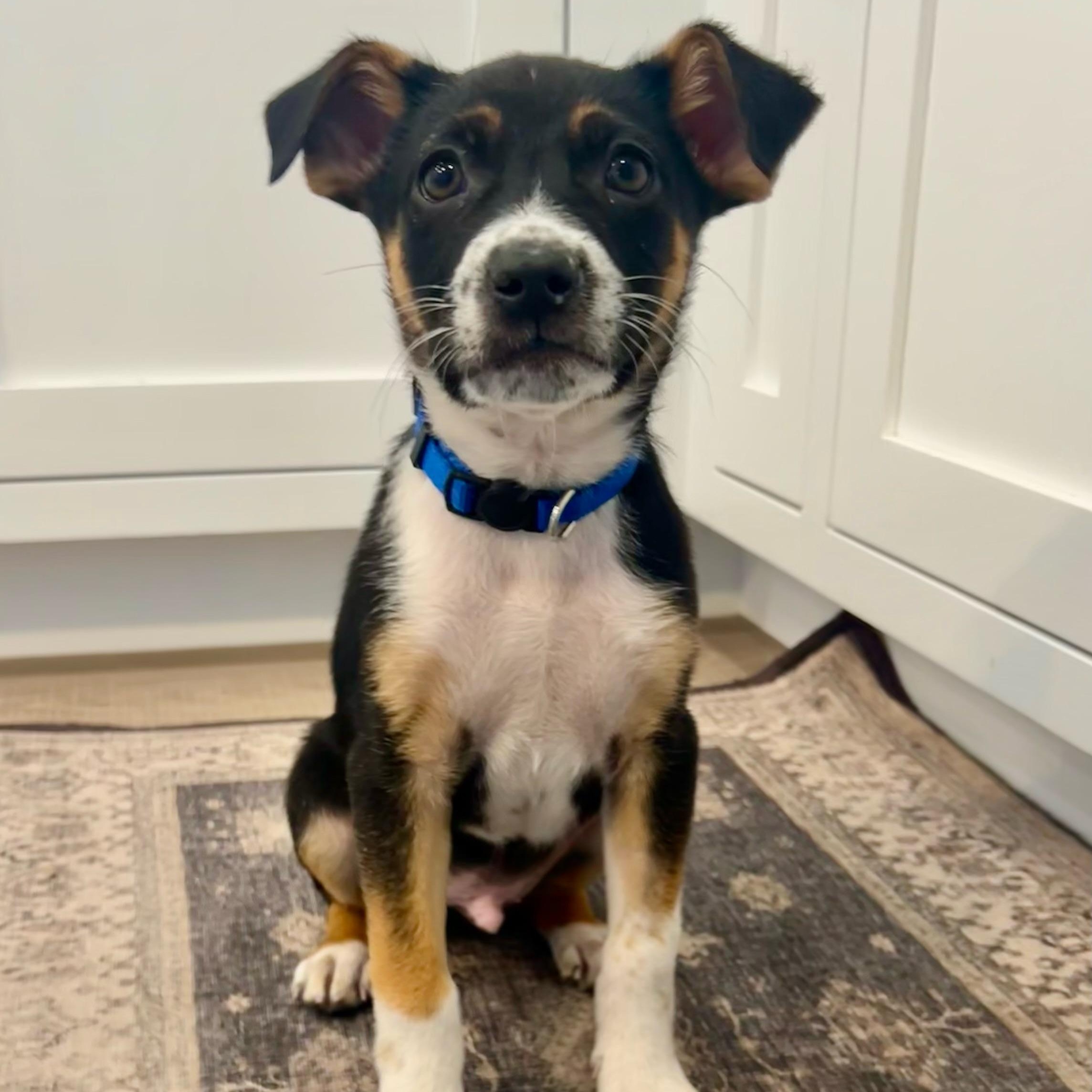 Bryce , adopted, Puppy Male Mixed Breed.