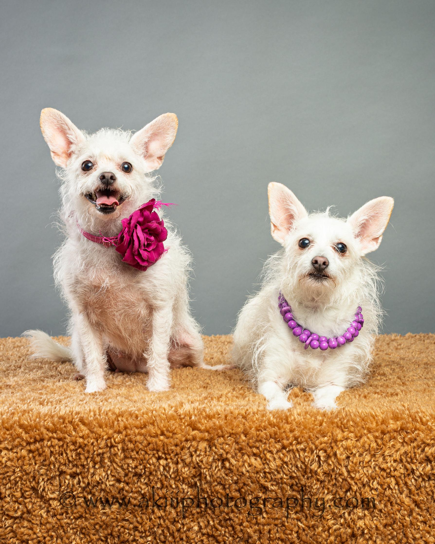 Enlarge Hope and Joy - Bonded Sisters, a ADOPTABLE mixed breed in Plano, TX image 2/6