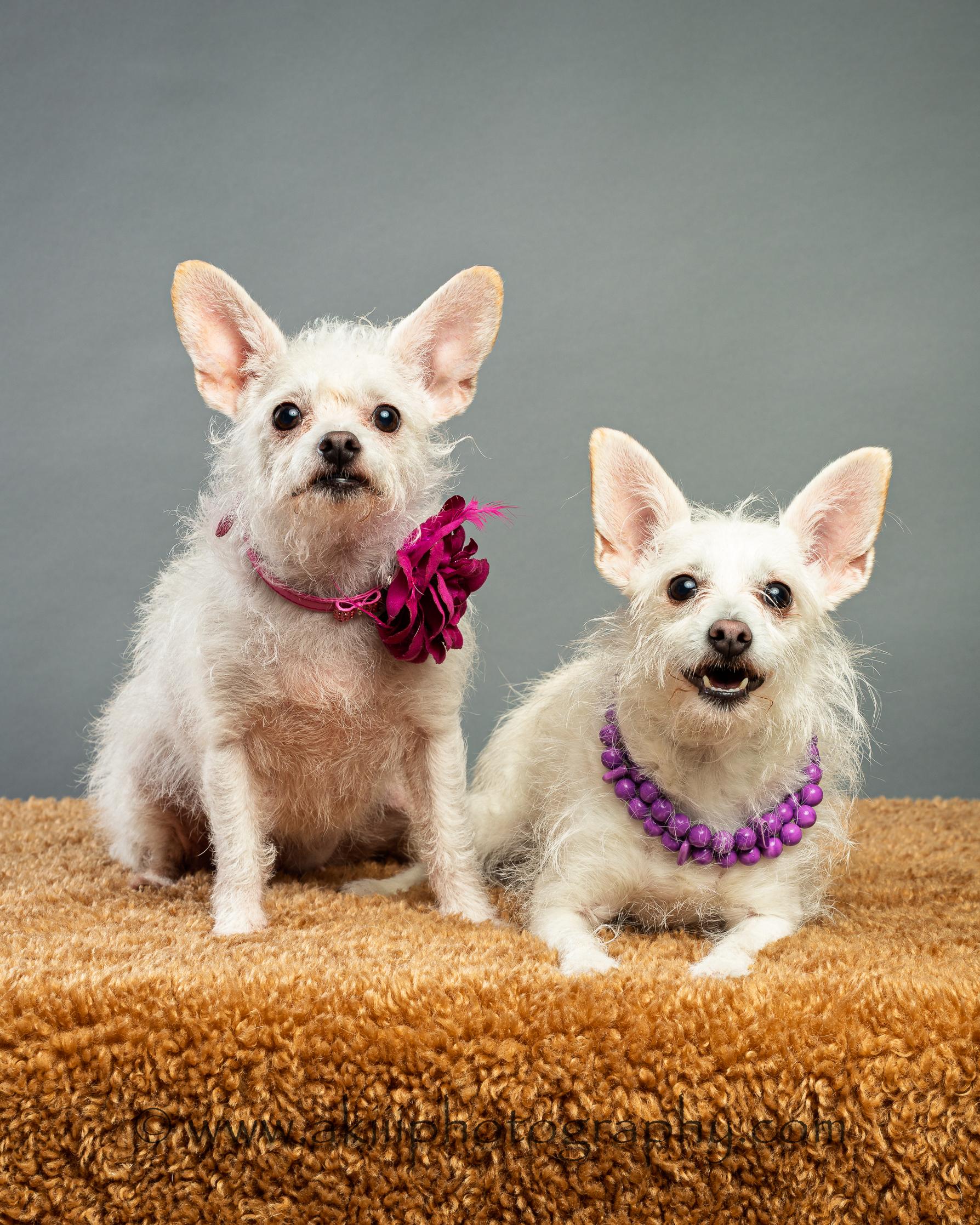 Enlarge Hope and Joy - Bonded Sisters, a ADOPTABLE mixed breed in Plano, TX image 3/6