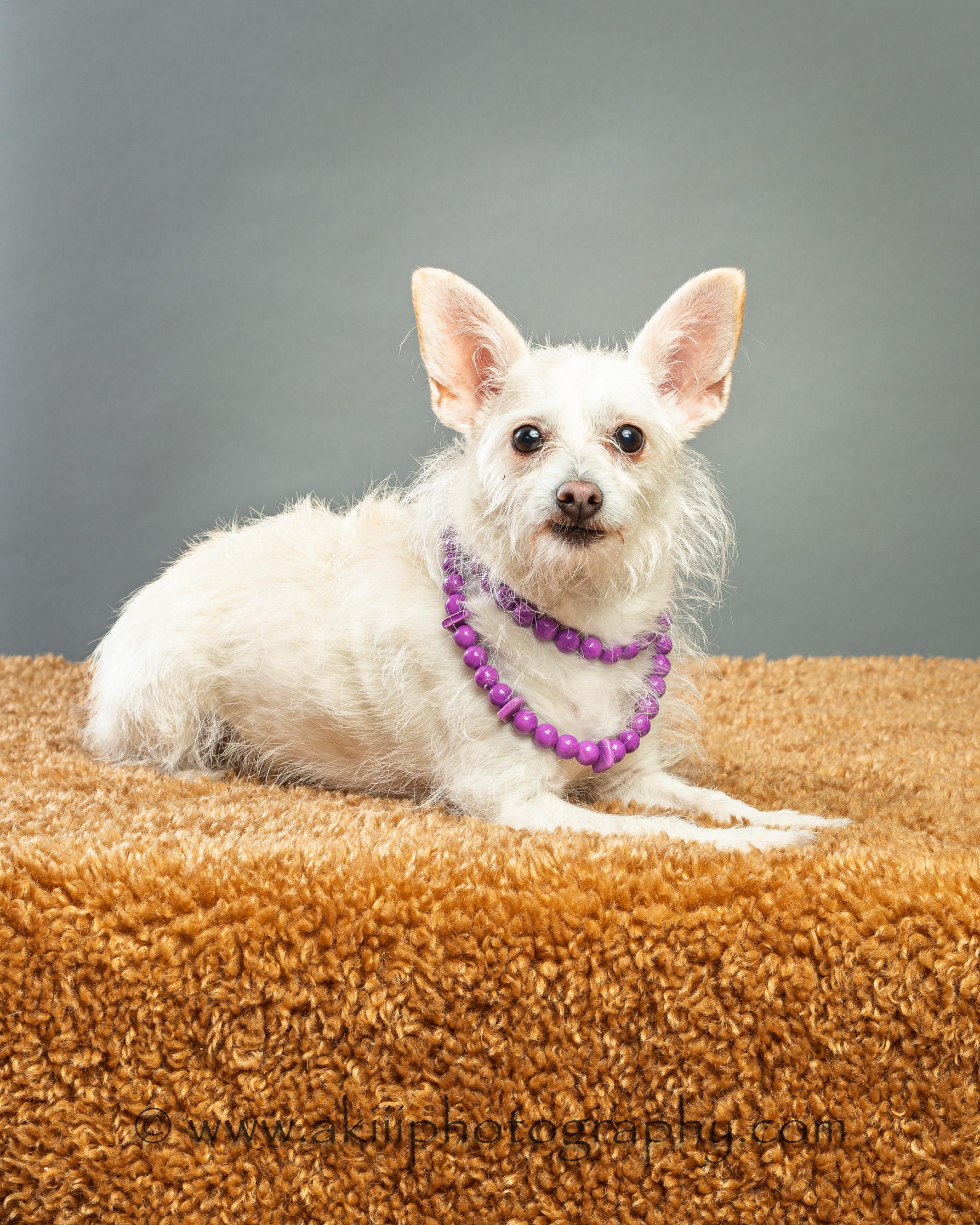 Enlarge Hope and Joy - Bonded Sisters, a ADOPTABLE mixed breed in Plano, TX image 4/6