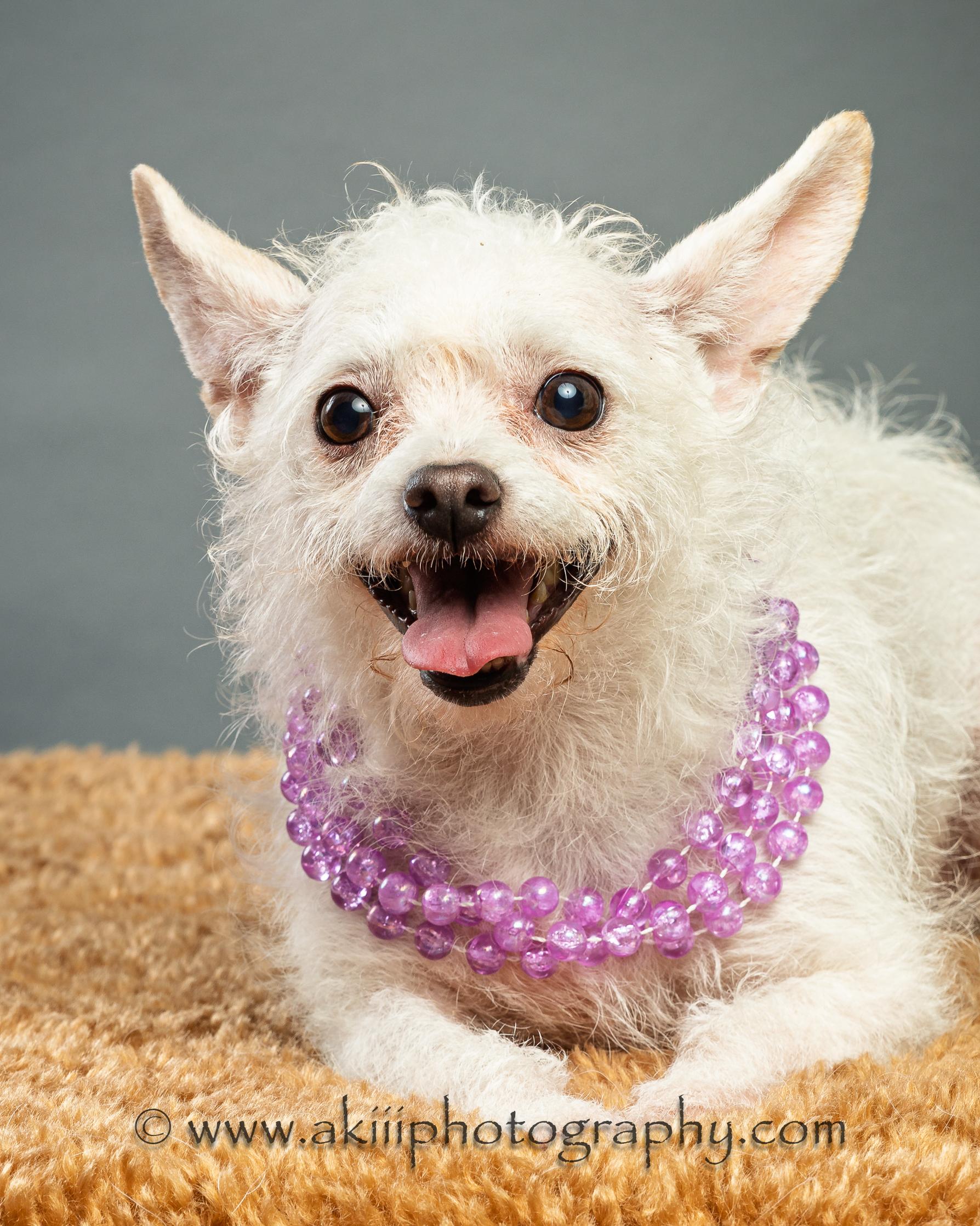 Enlarge Hope and Joy - Bonded Sisters, a ADOPTABLE mixed breed in Plano, TX image 6/6