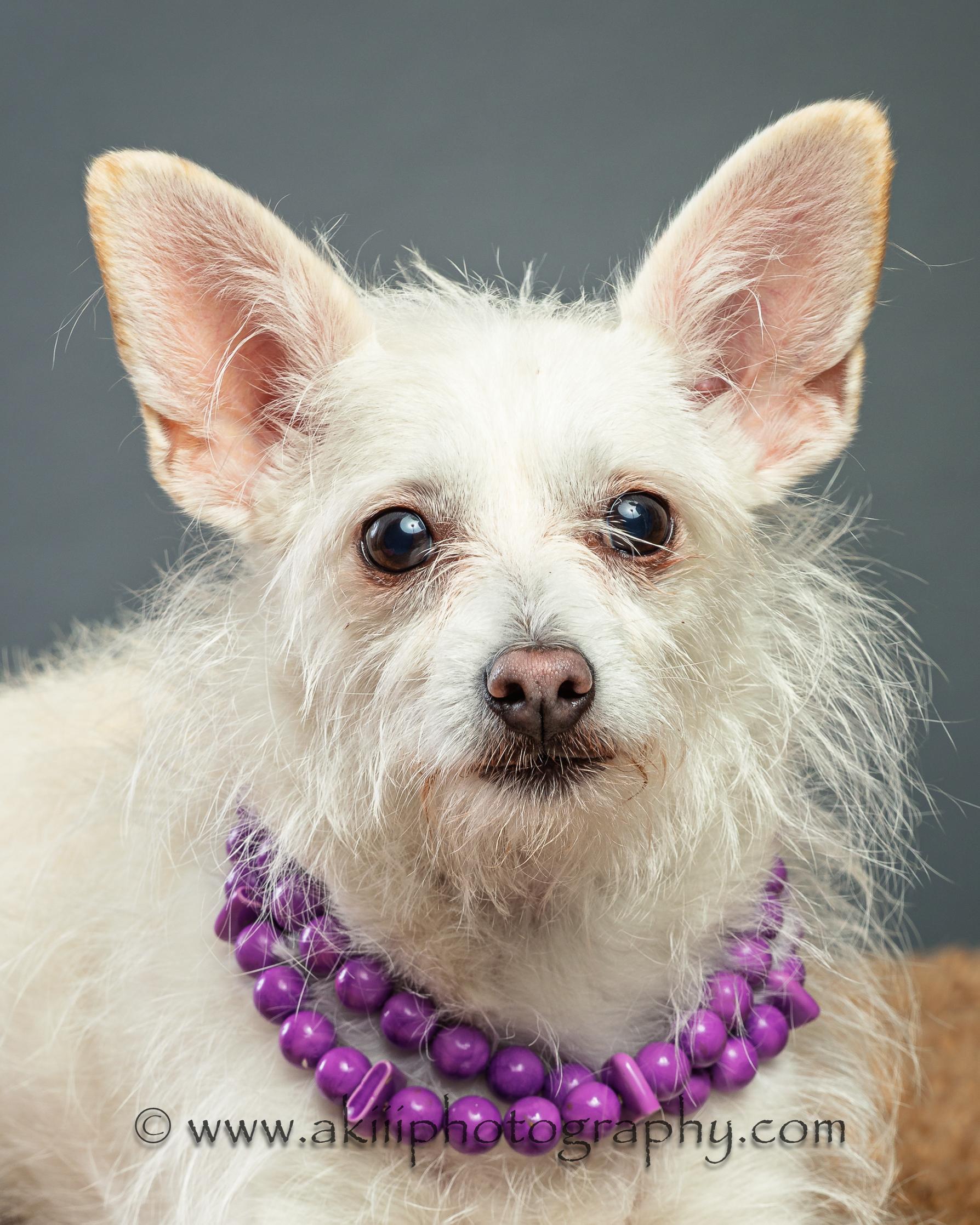 Enlarge Hope and Joy - Bonded Sisters, a ADOPTABLE mixed breed in Plano, TX image 5/6