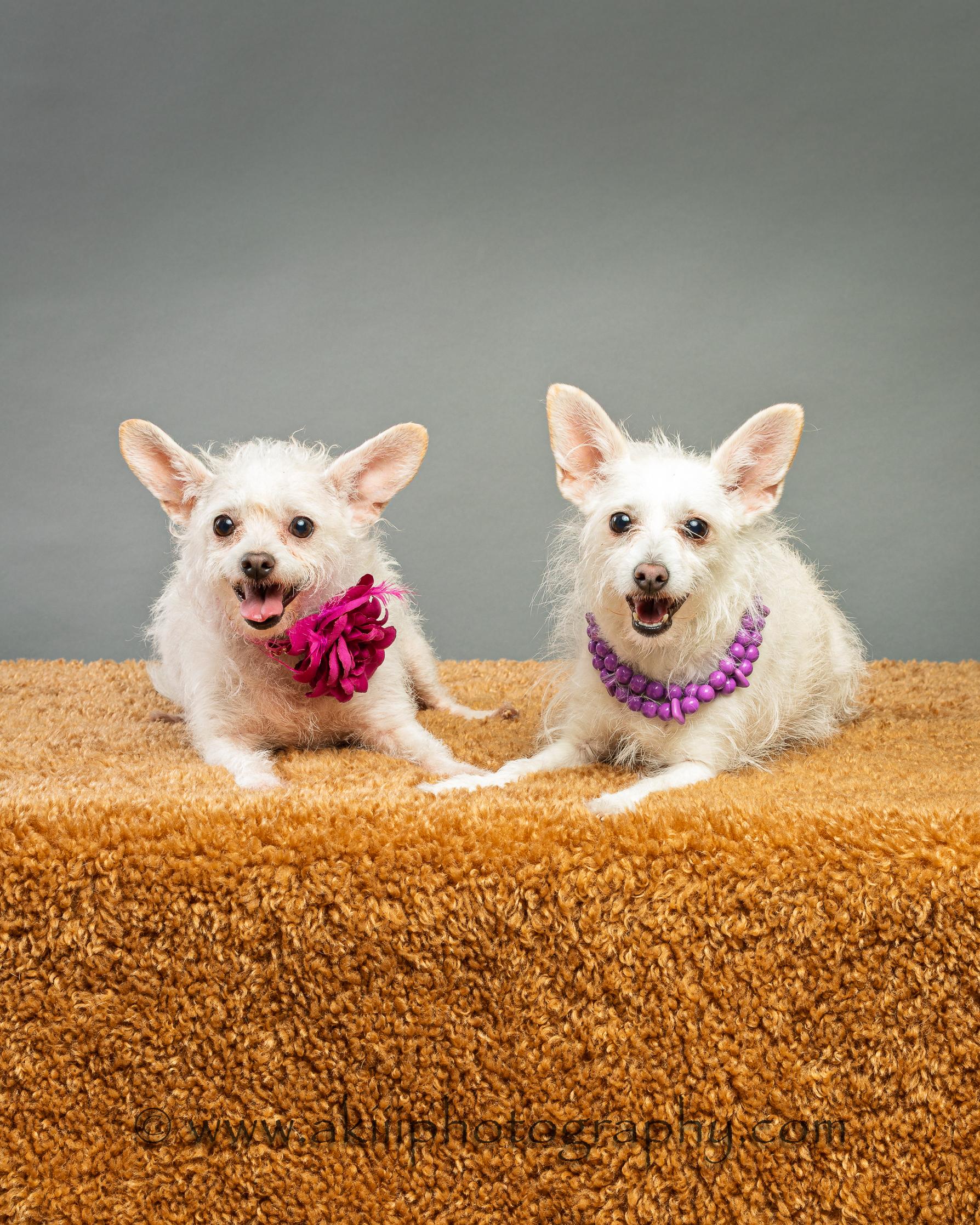Enlarge Hope and Joy - Bonded Sisters, a ADOPTABLE mixed breed in Plano, TX image 1/6