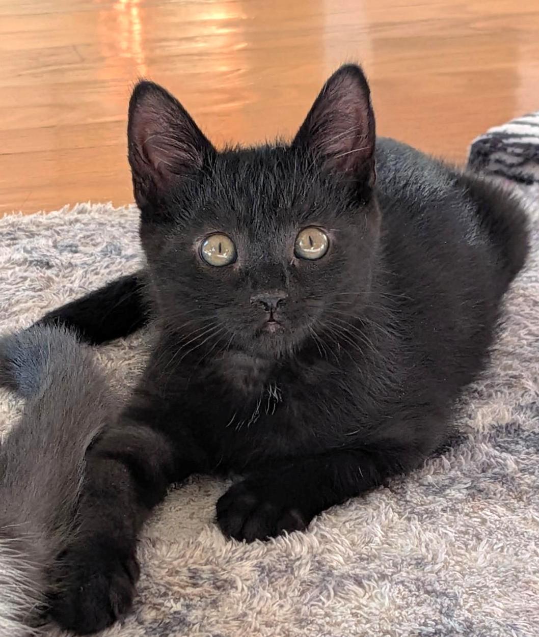 Gina, Adoptable, Kitten Female Domestic Short Hair.
