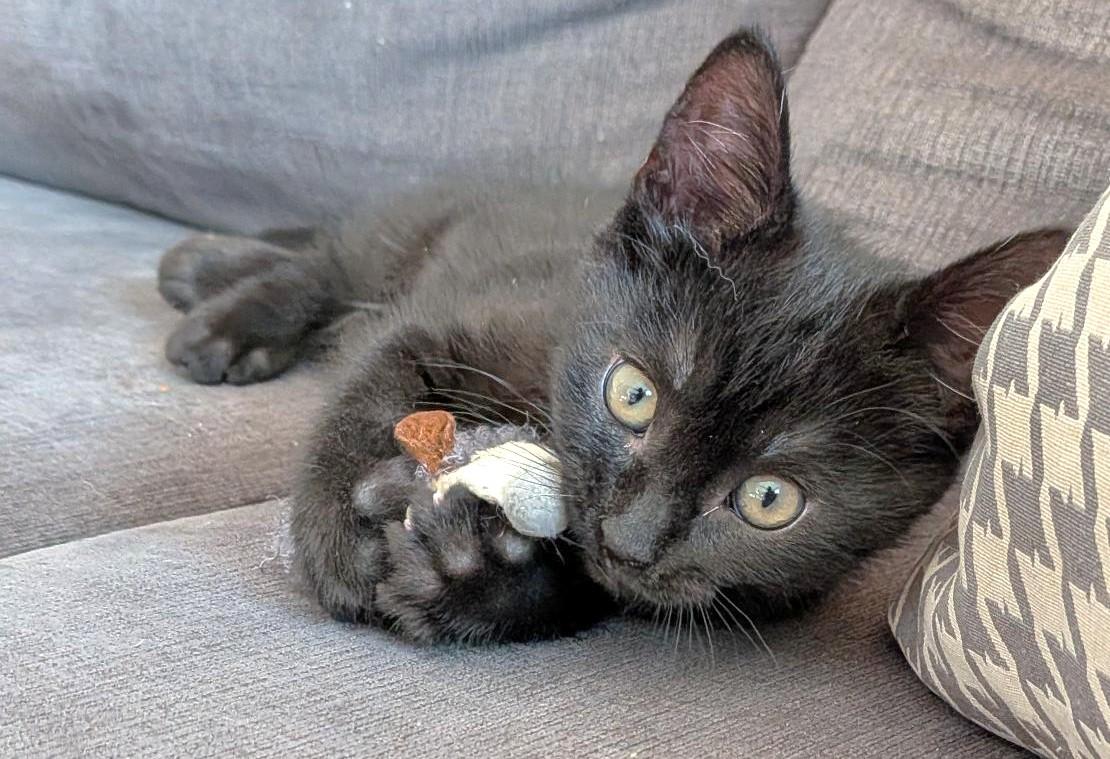 Enlarge Gina, a Adoptable Domestic Short Hair in Stoney Creek, ON image 3/3